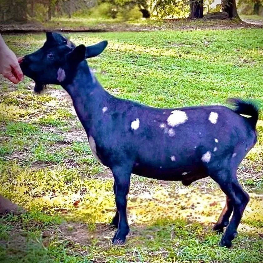 Smokey Bear *B (Pending)