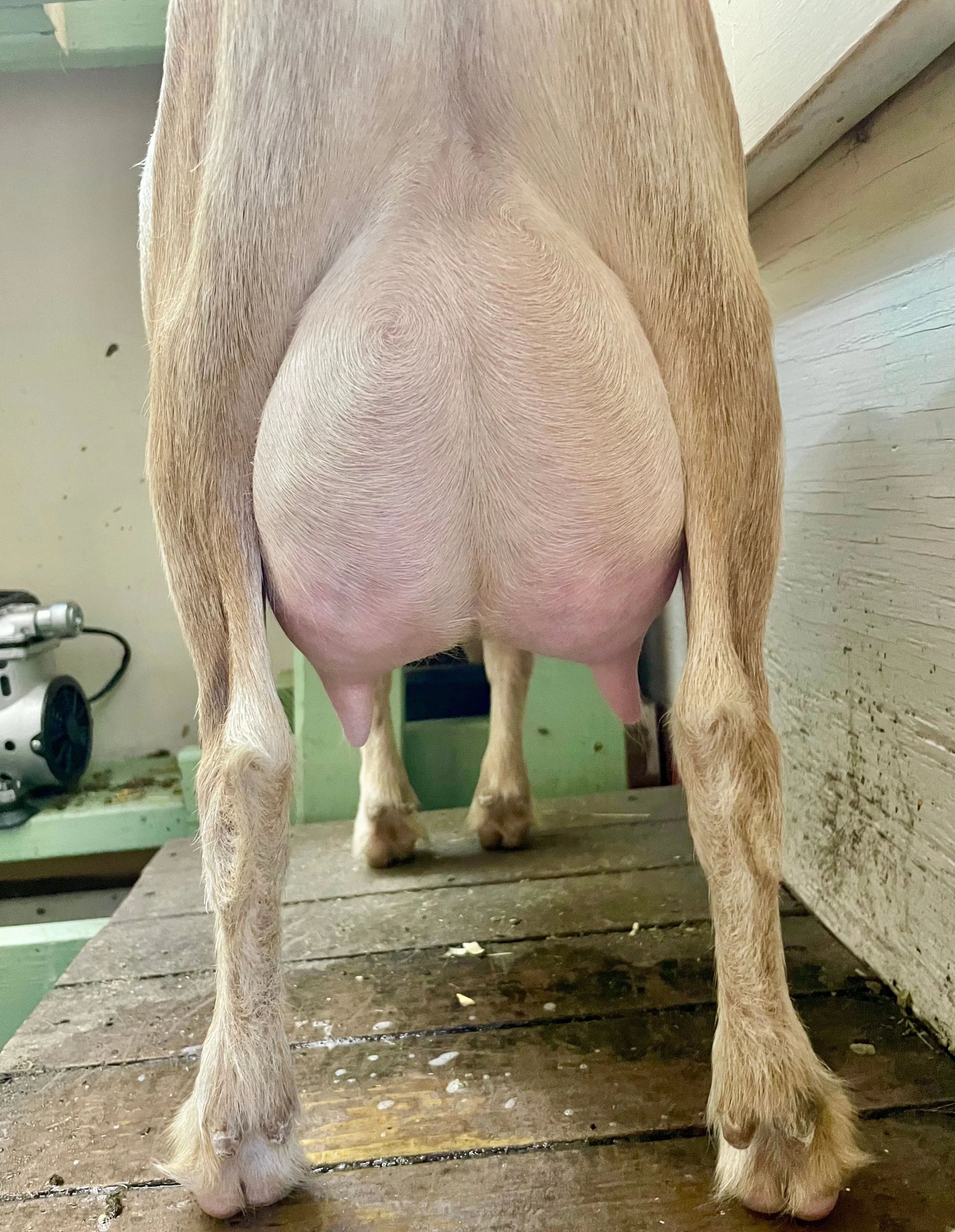 Dams FF udder