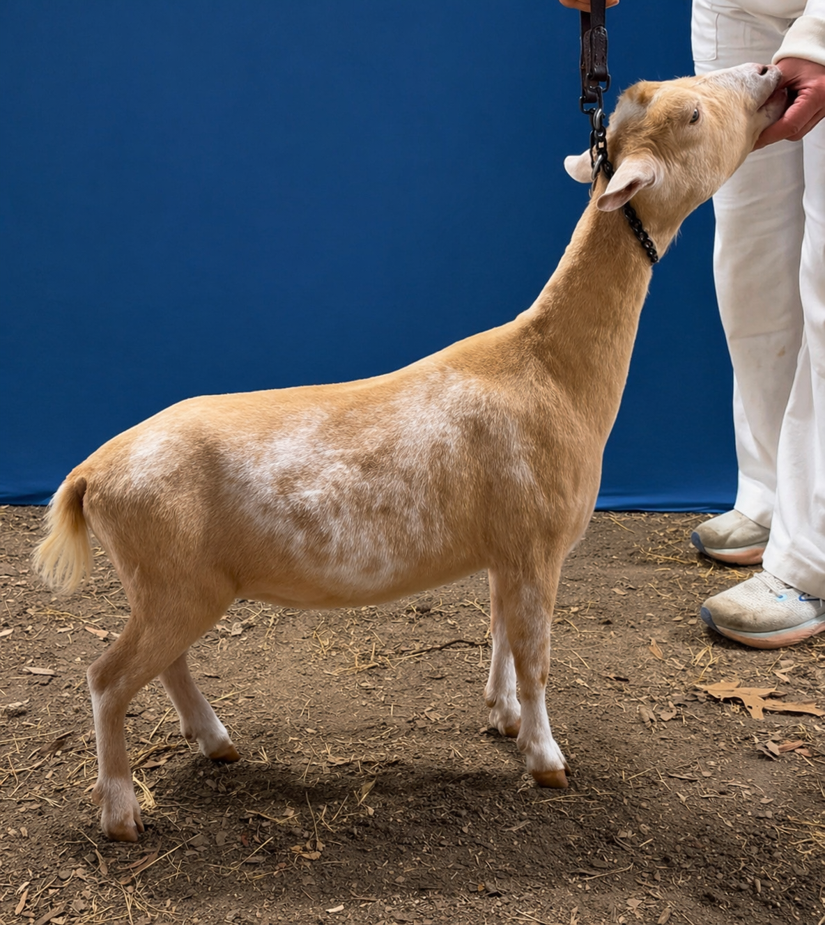 ChatGPT Image Apr 18, 2026, 09_27_26 PM.png