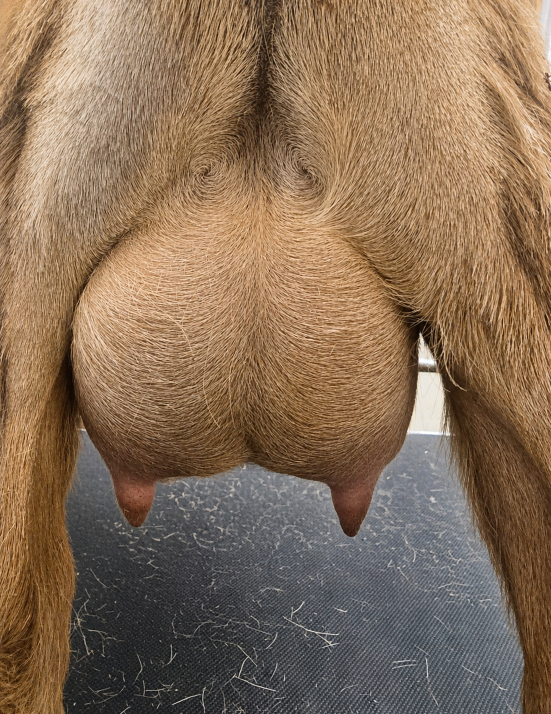 Dams FF Udder *Curtesy Starlight Acres Farm*
