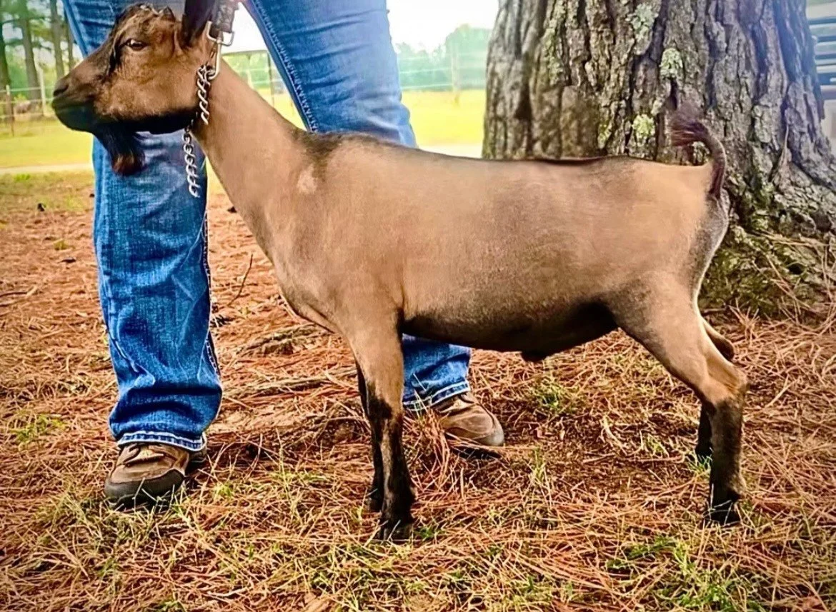 Sire *Curtesy Starlight Acres Farm*