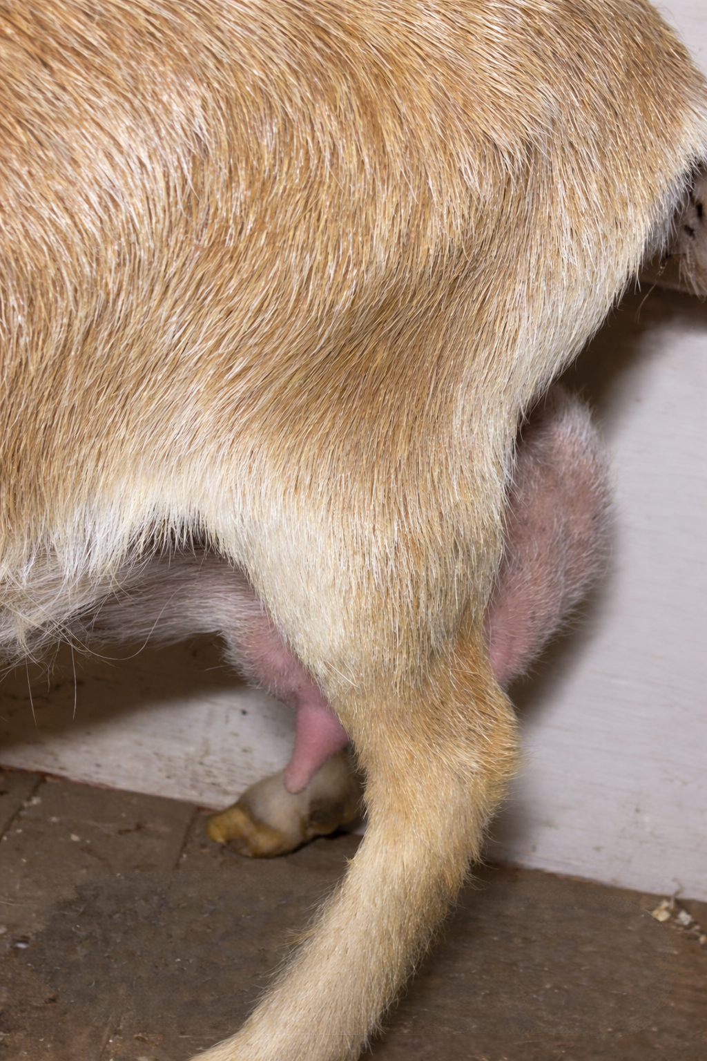 second freshen udder