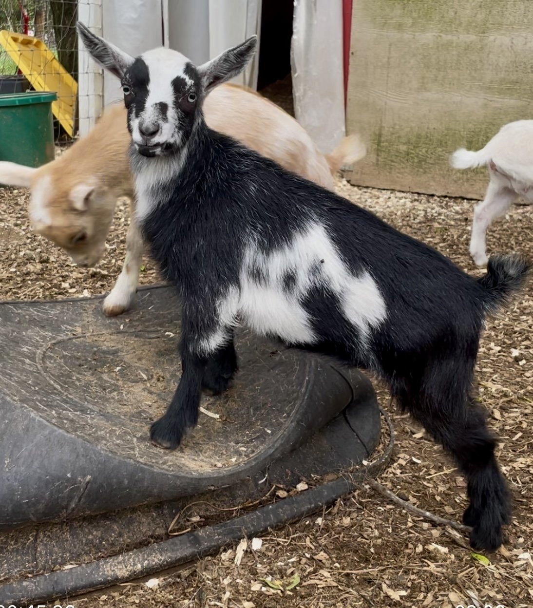 Powell's Barnyard Poppy *Sunshine x Rocky* 2025