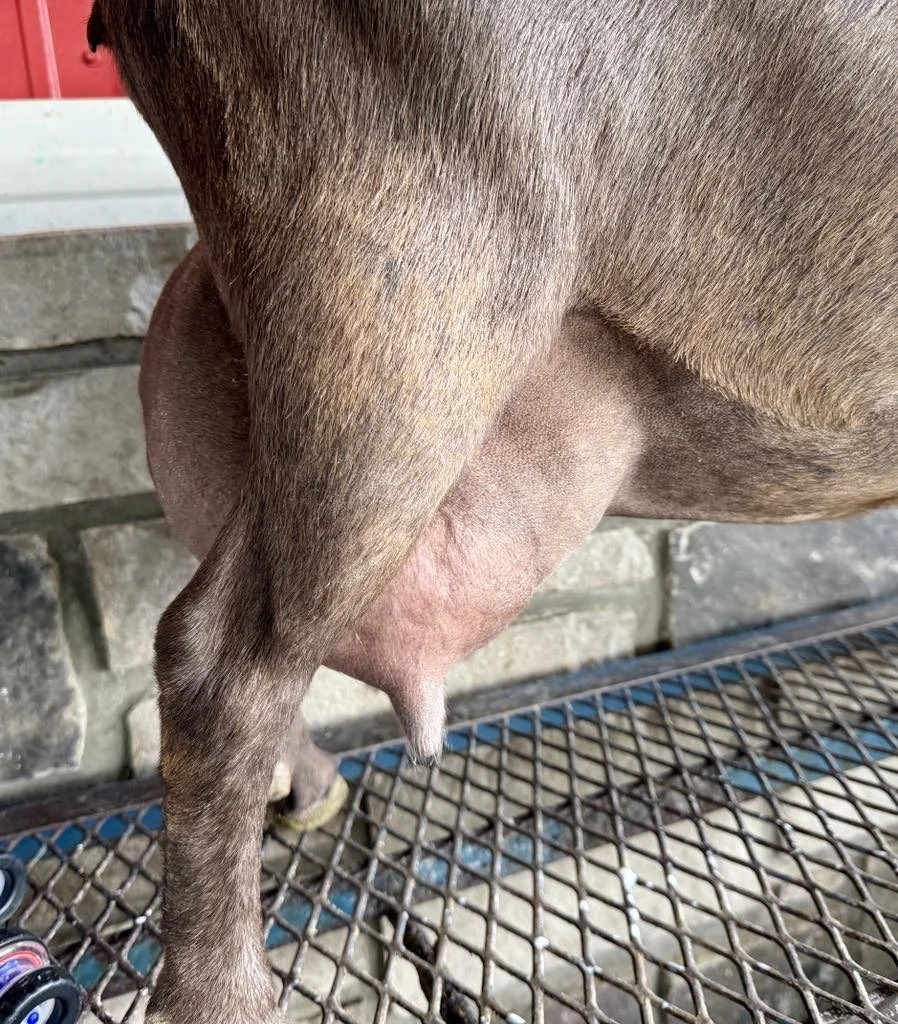 Dam's udder *Curtesy of Stratton Creek*