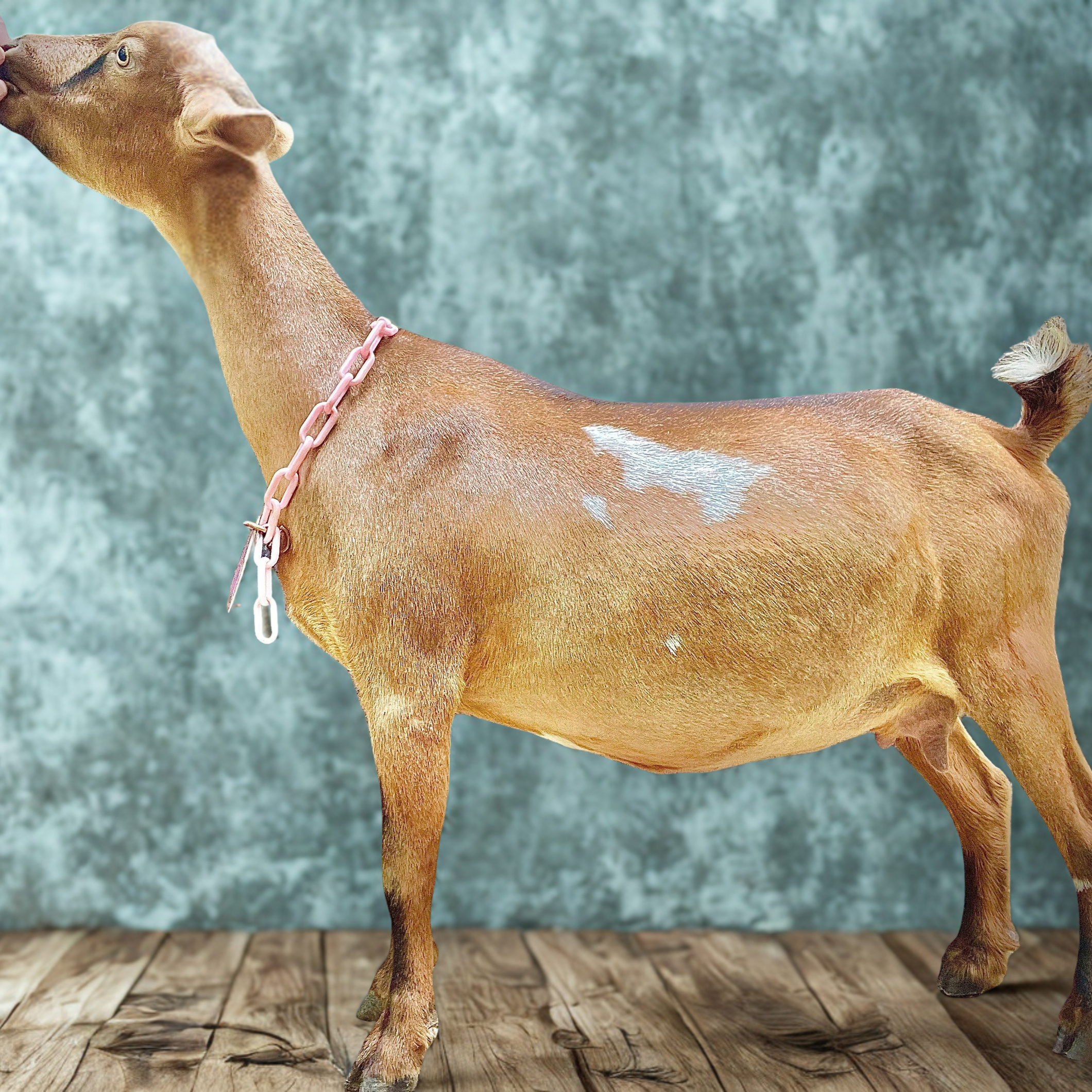 Matilda 3*M (Pending)