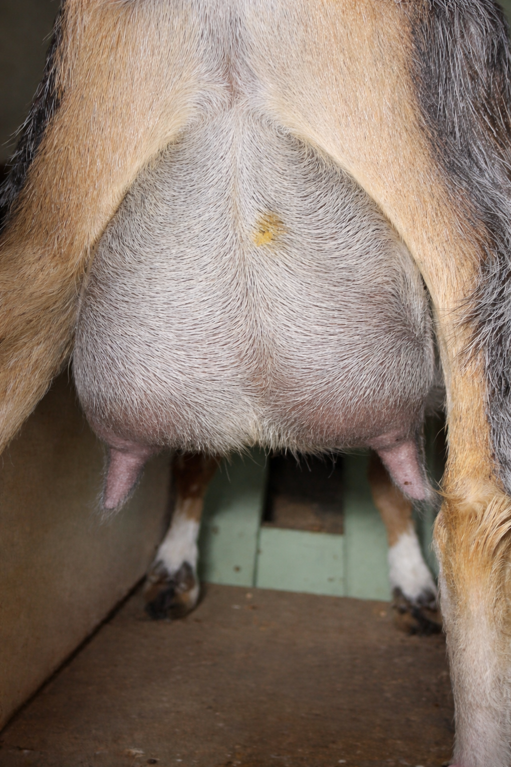 second freshen udder