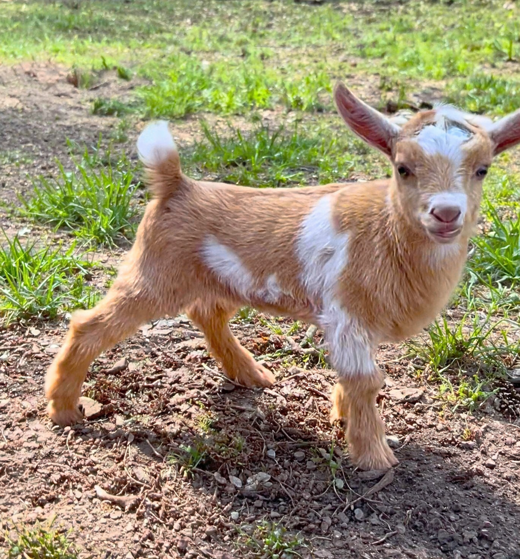 Baby goat in a grassy field (1).png