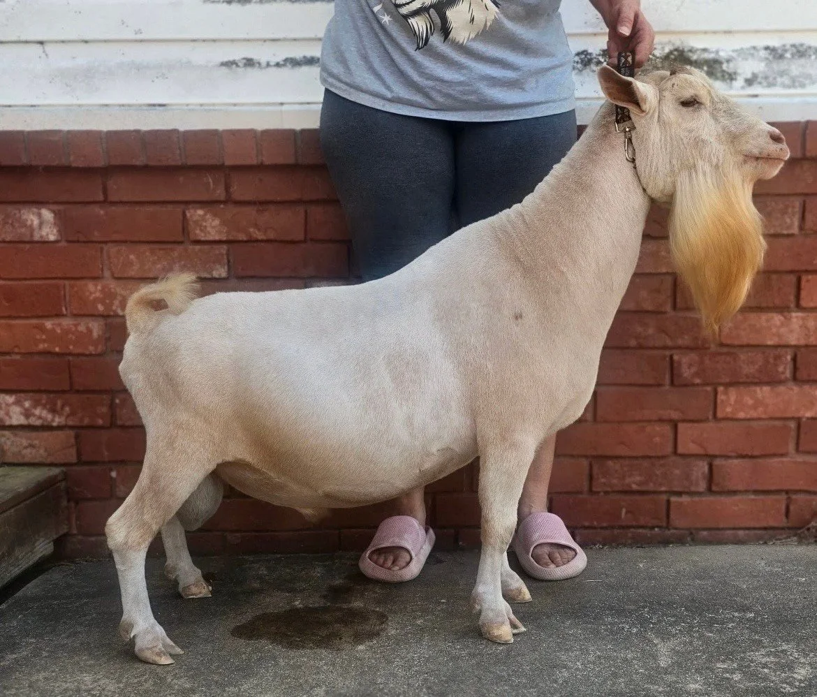 Sire 2026 (Curtest of Starlight Acres)