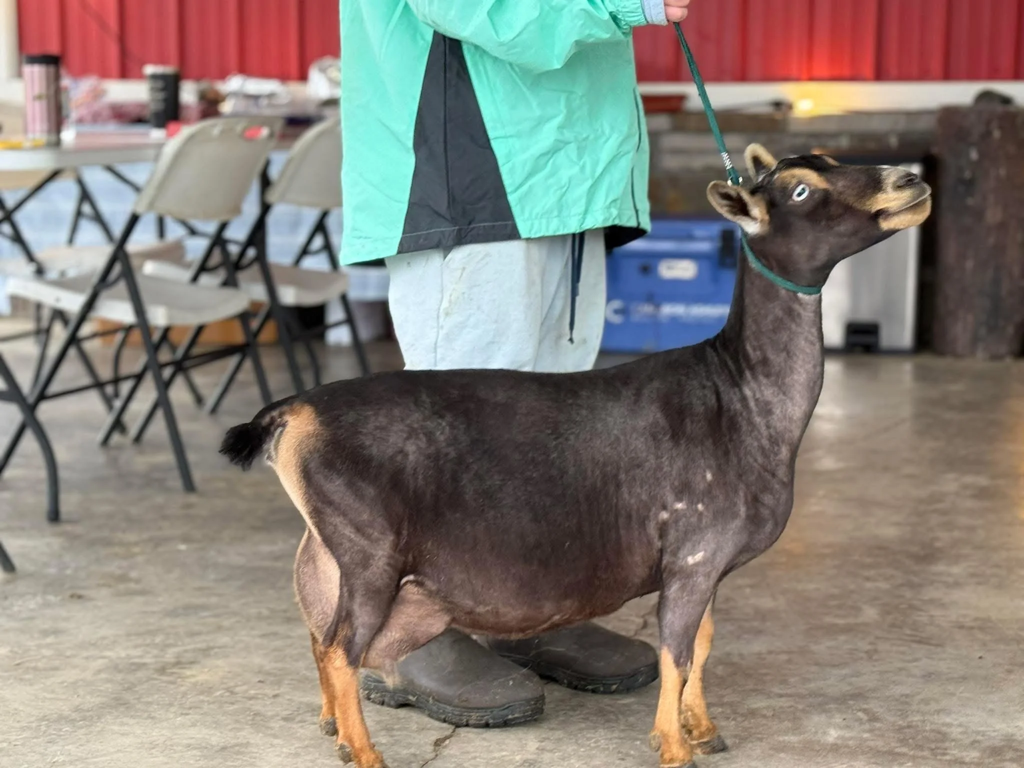 Sire's Dam *Curtesy of Stratton Creek*