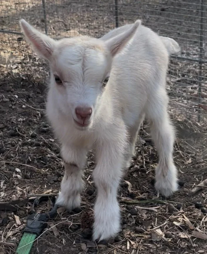 Powell's Barnyard Lemon *Sunshine x Rocky* 2025