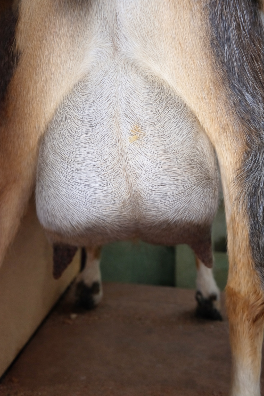 second freshen udder