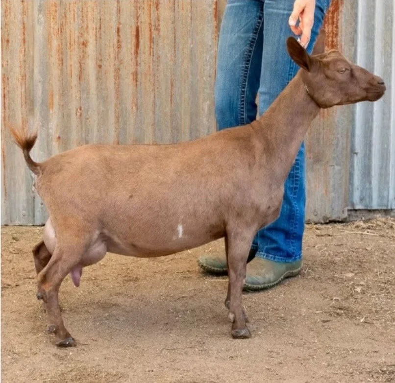 Sire's Dam * Curtesy Wolfivan Farm*