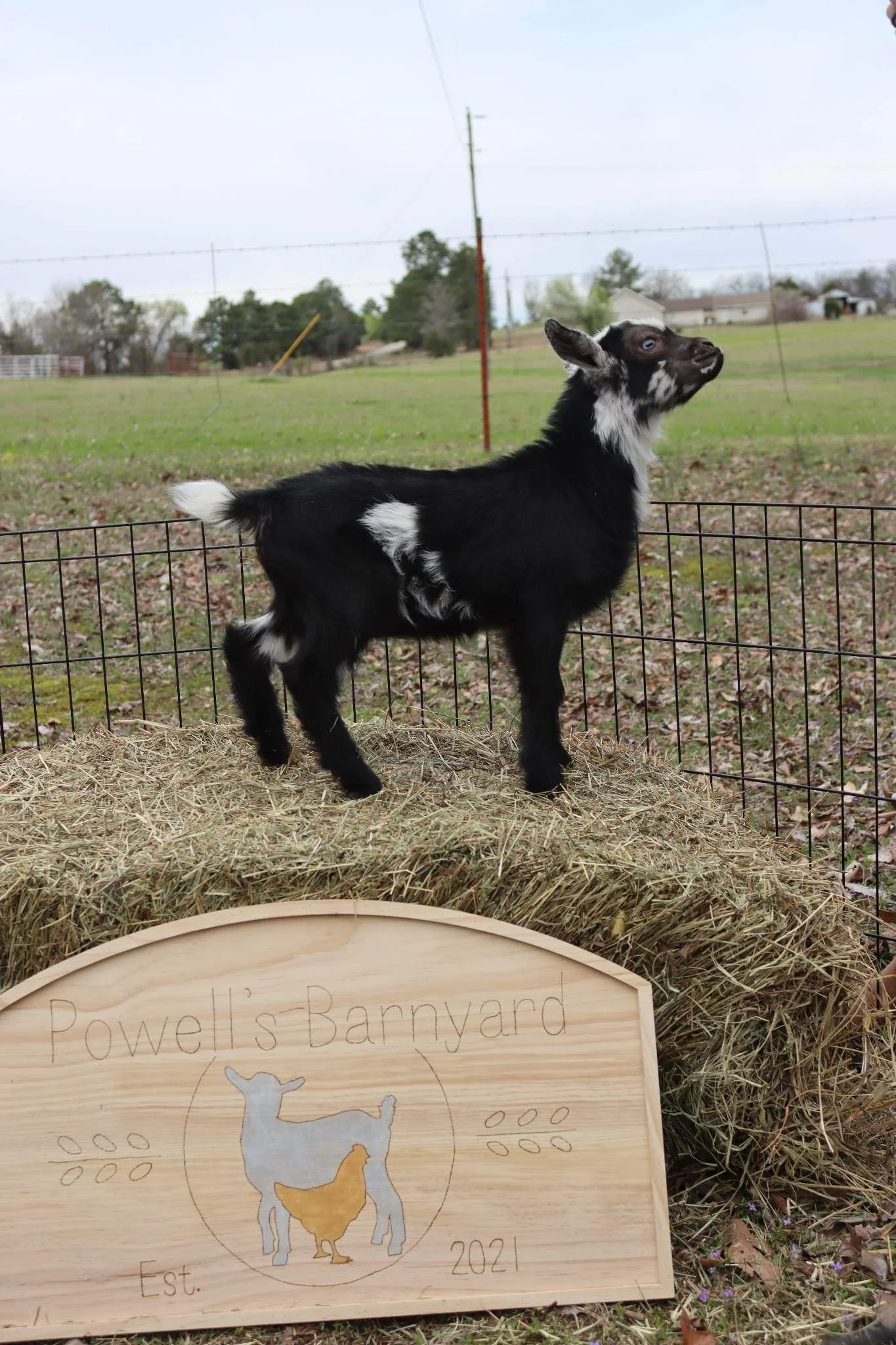 Powell's Barnyard Champ *Bunny x Rocky* 2023