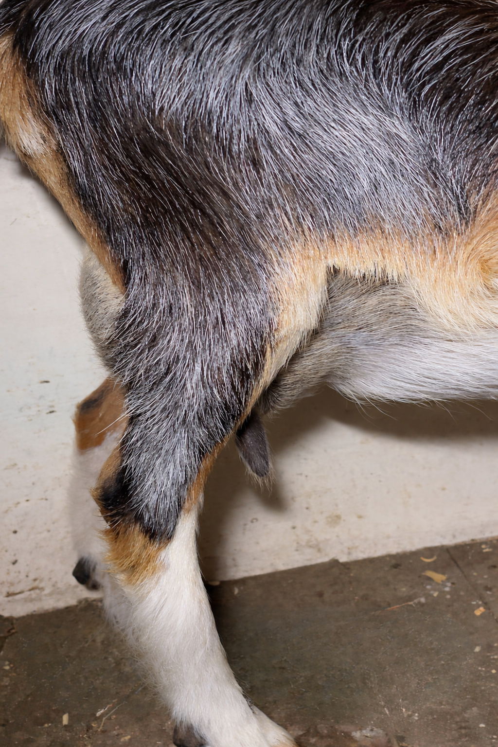 second freshen udder