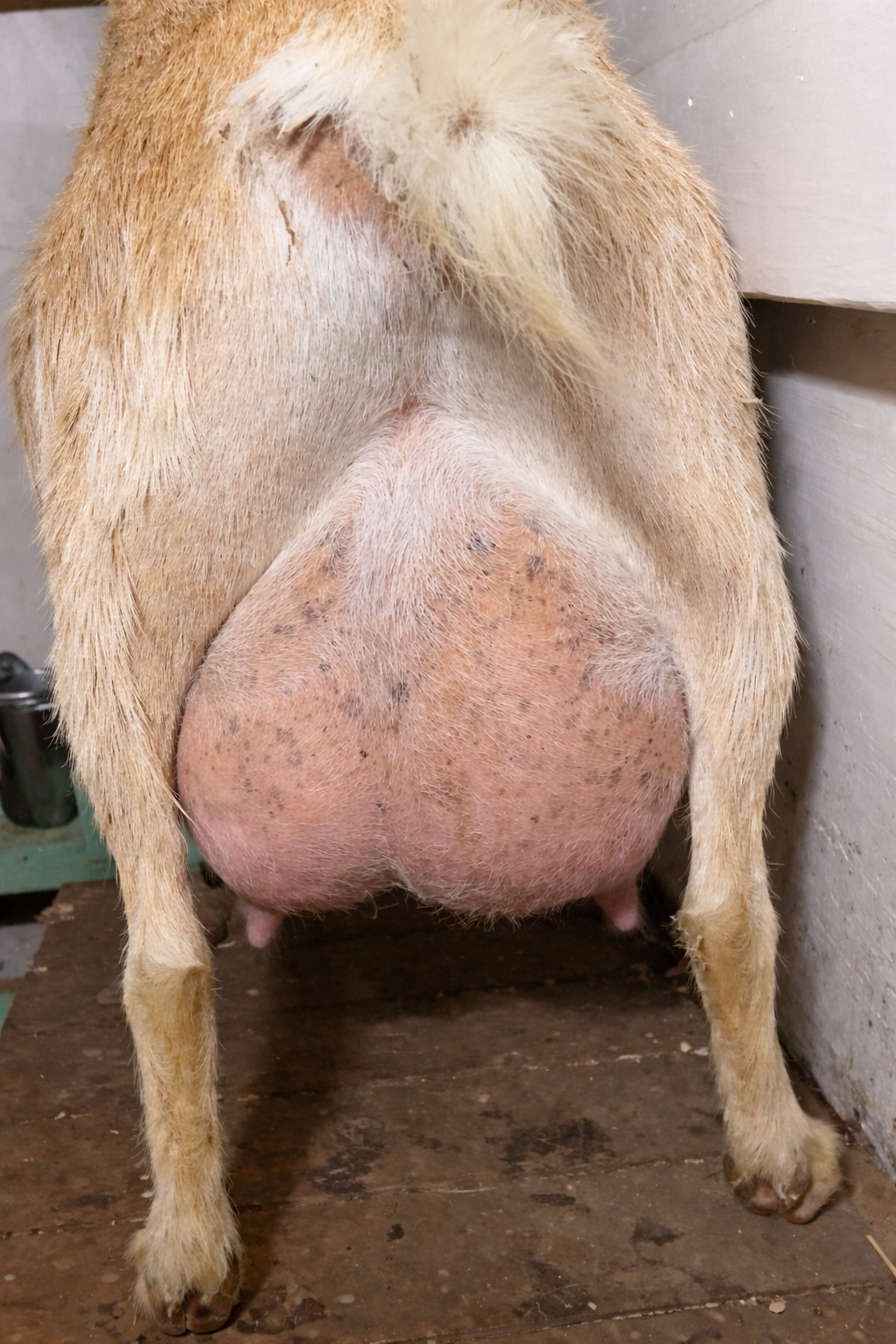 second freshen udder