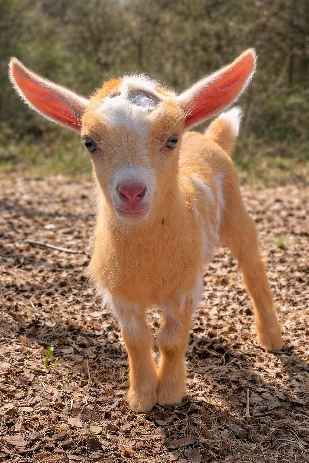 Curious baby goat in the forest.png