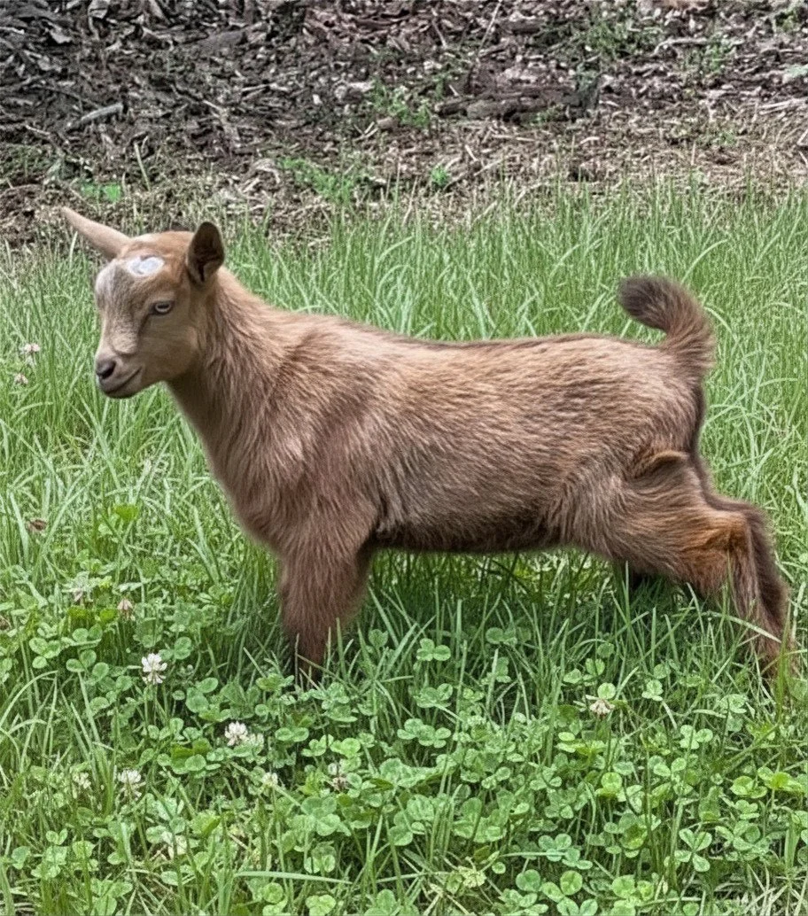 Minnie+Tranquillo Powell's Barnyard Joyboy 2026