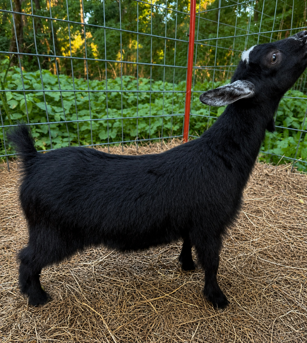 Sunny+Bear Powell's Barnyard Midnight Ash 2026
