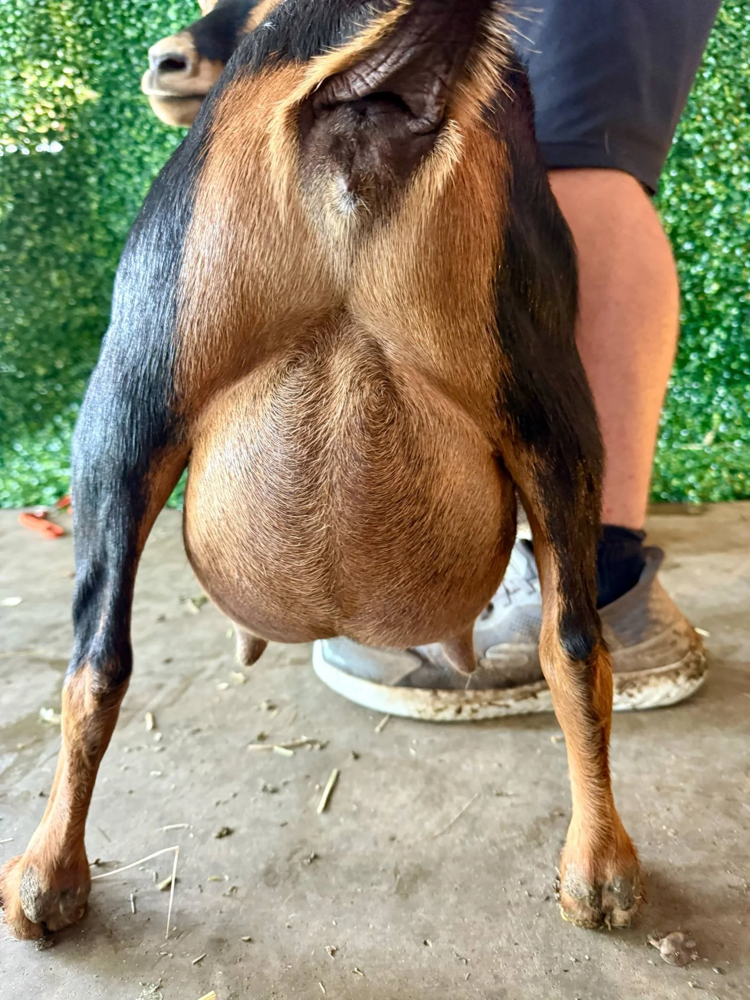 Dam's Udder *Curtesy of Stratton Creek*