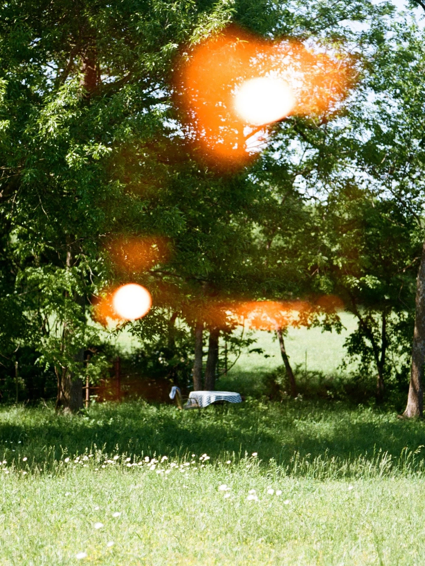 Last spring &amp; something to look forward to 🕊️

Fealty Lifestyle