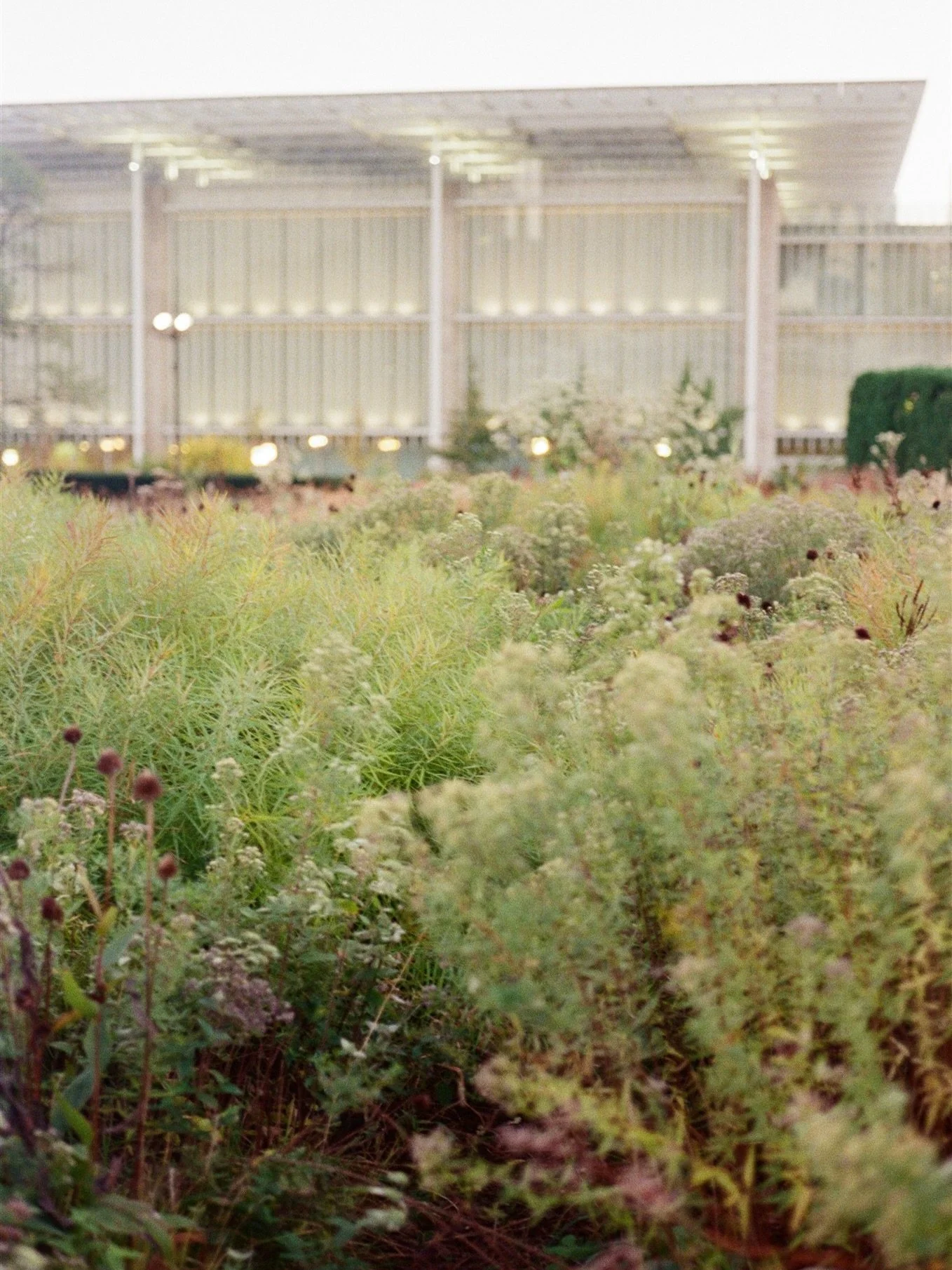 Chicago foliage, October 2025 🌺 

@fealtybysierrah