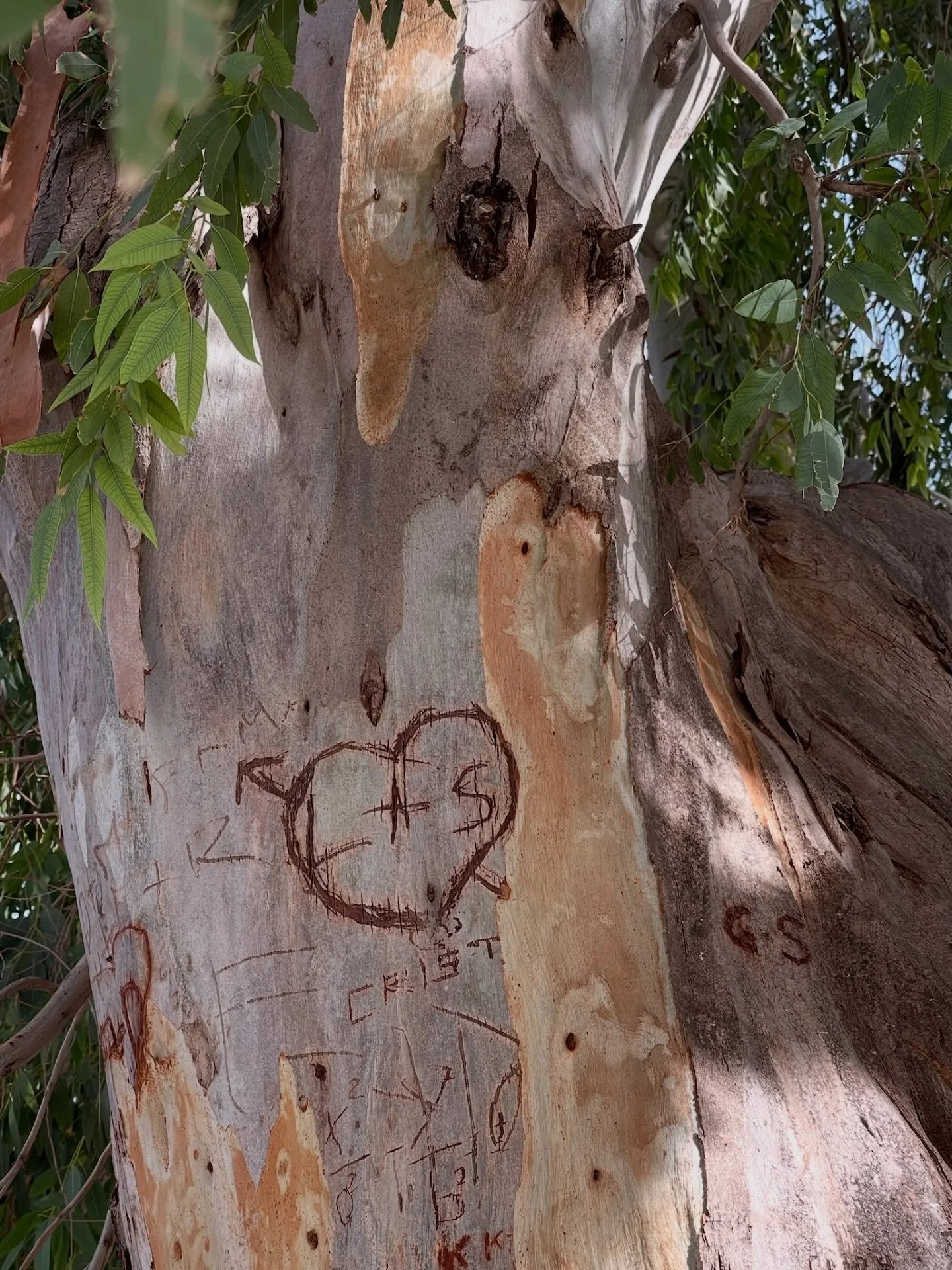 Happy Valentine&rsquo;s Day! The first pic is a tree carving Laramy &amp; I serendipitously found in Sicily with our initials 🫶🏼

We&rsquo;re doing love note baskets today! Each note has a prompt to let someone know you&rsquo;re thinking of them, a