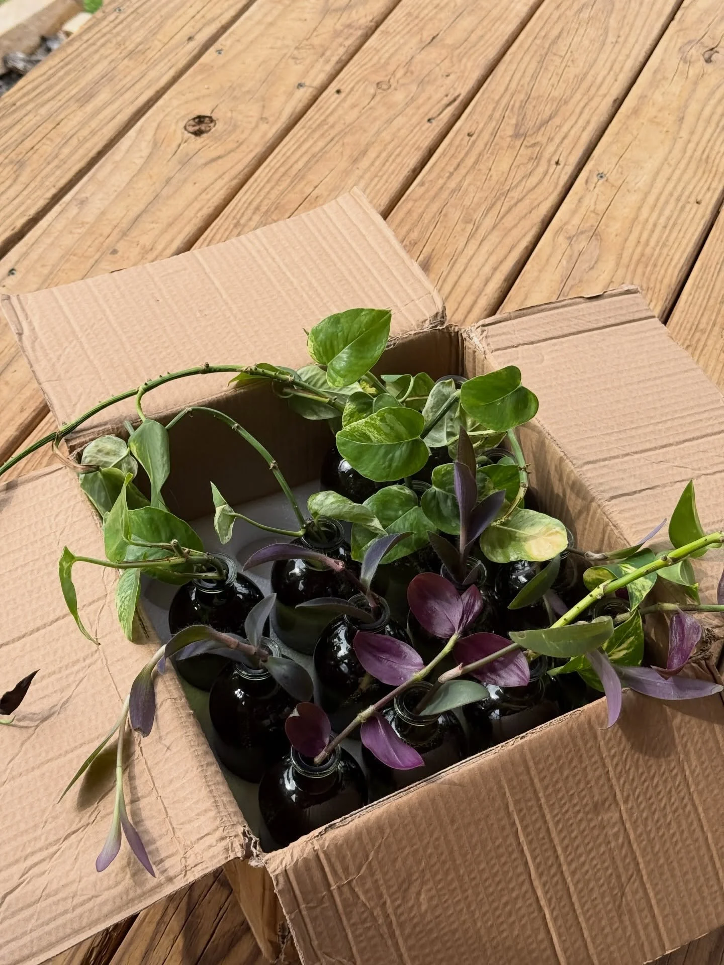Free gift with purchase for our event this Saturday! Plant cuttings in these green glass bottles 🕊️ while supplies last. Come celebrate 1 year with us 🫶🏼 

March 14
10 am - 4 pm
Fealty Studio in Ash Grove
Sip &amp; shop, flower bar, gifts and new 