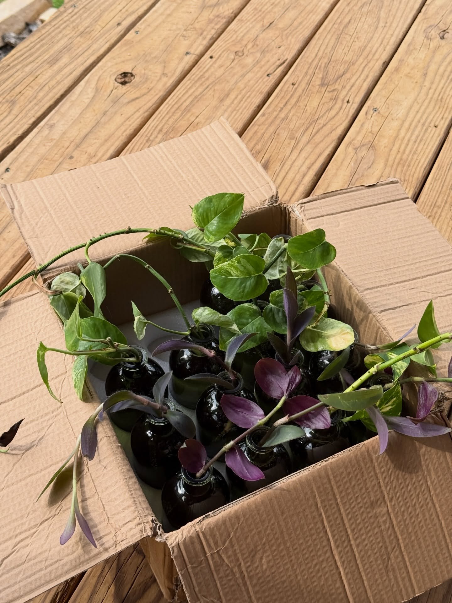 Free gift with purchase for our event this Saturday! Plant cuttings in these green glass bottles 🕊️ while supplies last. Come celebrate 1 year with us 🫶🏼 

March 14
10 am - 4 pm
Fealty Studio in Ash Grove
Sip &amp; shop, flower bar, gifts and new 