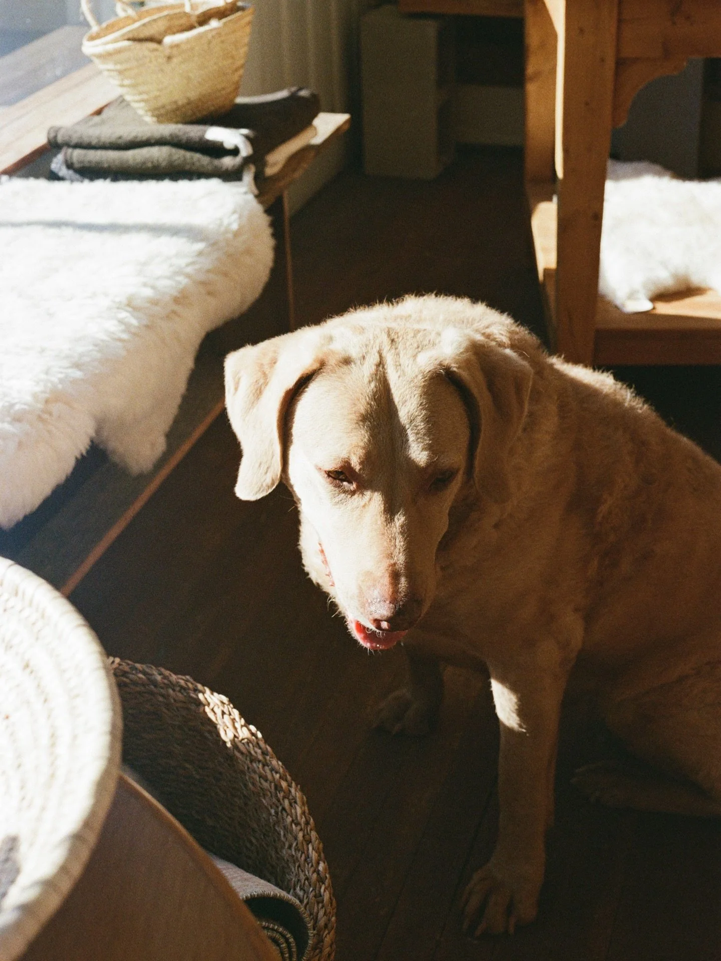 Brought my best pal to work with me today 🫶🏼 stop in and say hi to Rey!