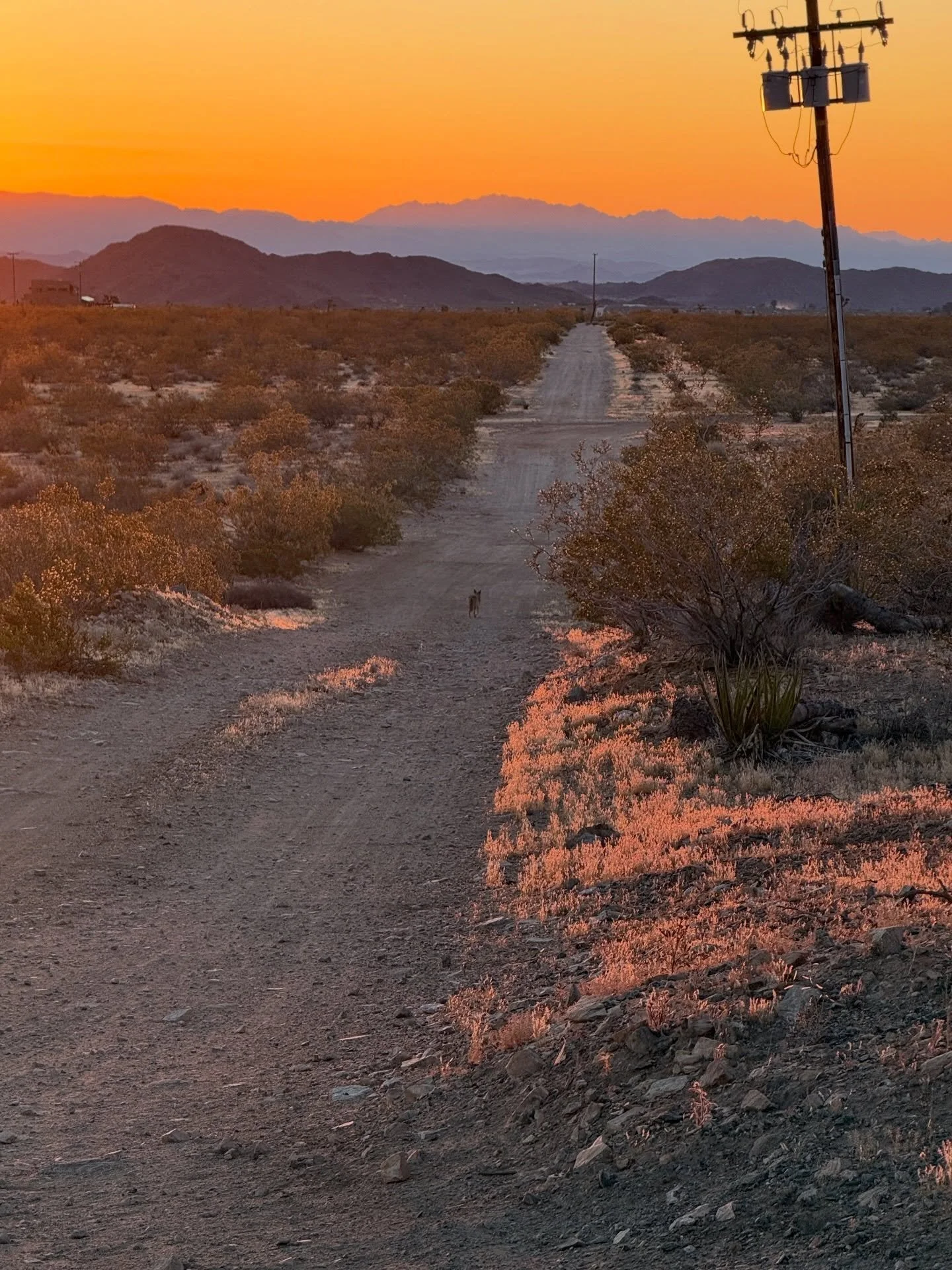 Good morning from the desert 🏜️ open until 4, go say hi to @gaylahankins watching the shop today!