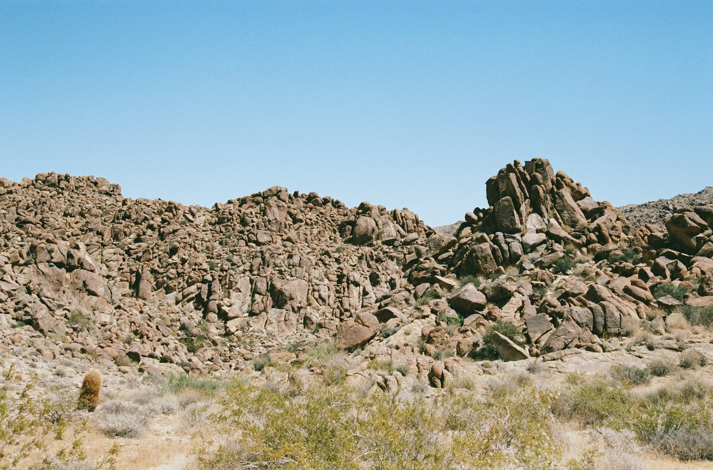 Mojave landscapes 🏜️🌵🐺