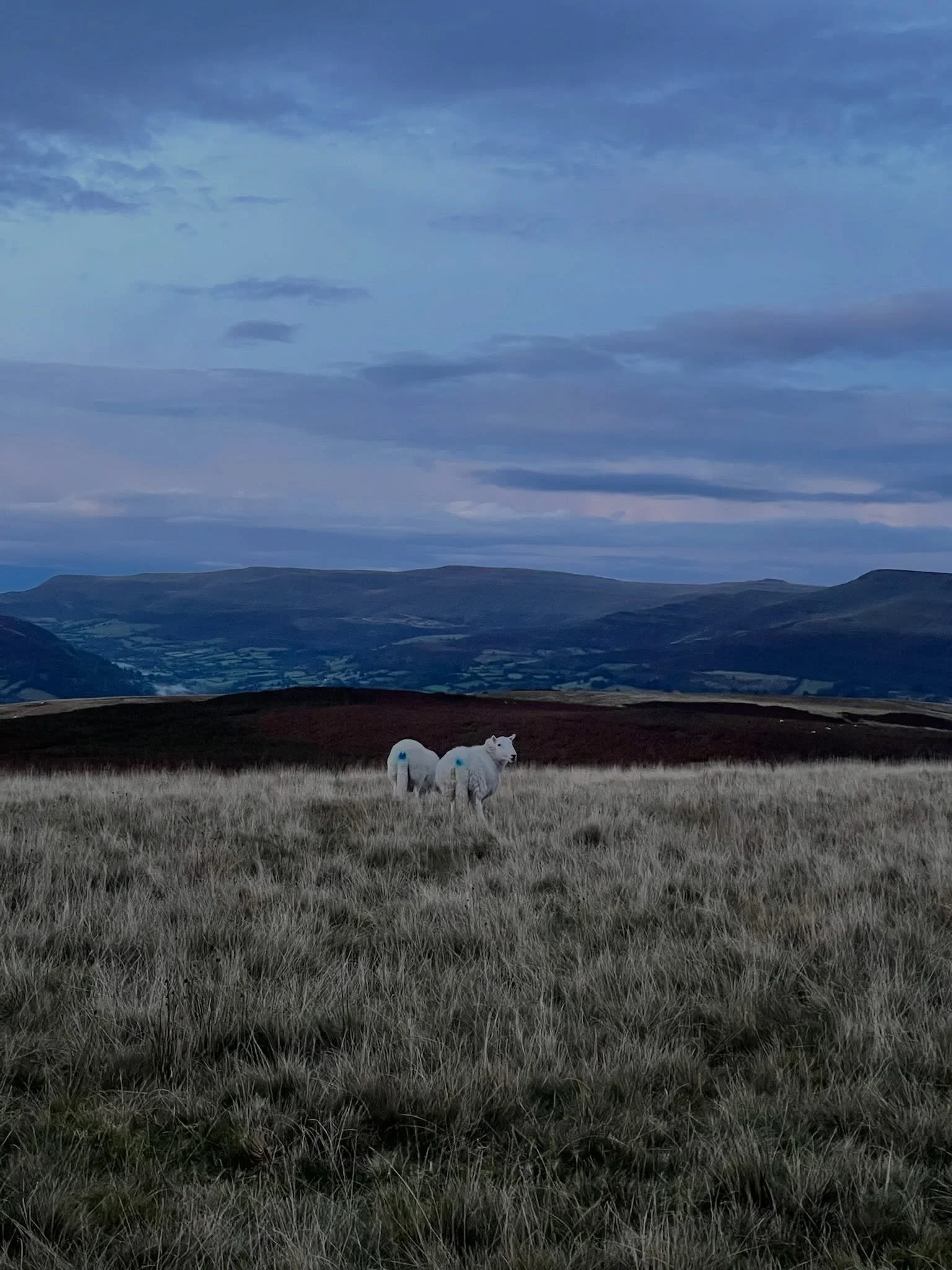 Thinking about this today 🐑💙