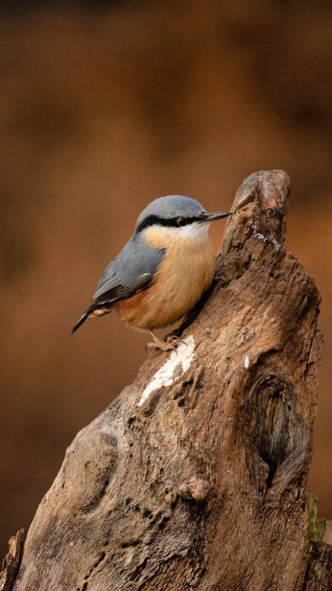 Nuthatch bird perched on a tree trunk.