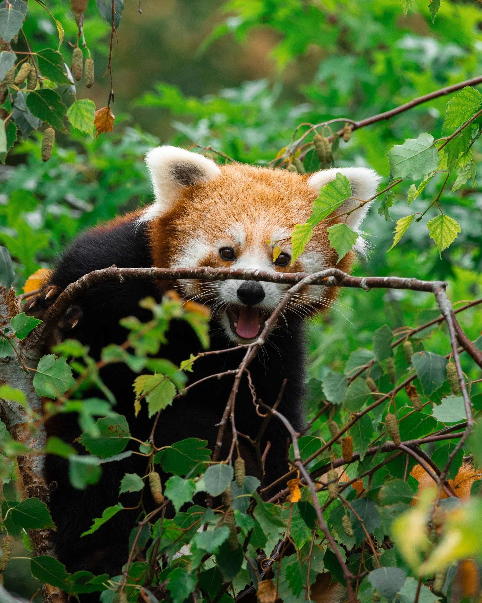 Red panda in tree foliage, looking playfully through branches.