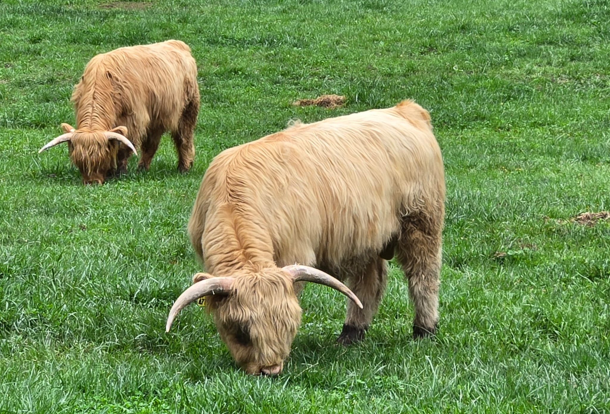Atlas in the grass.jpg