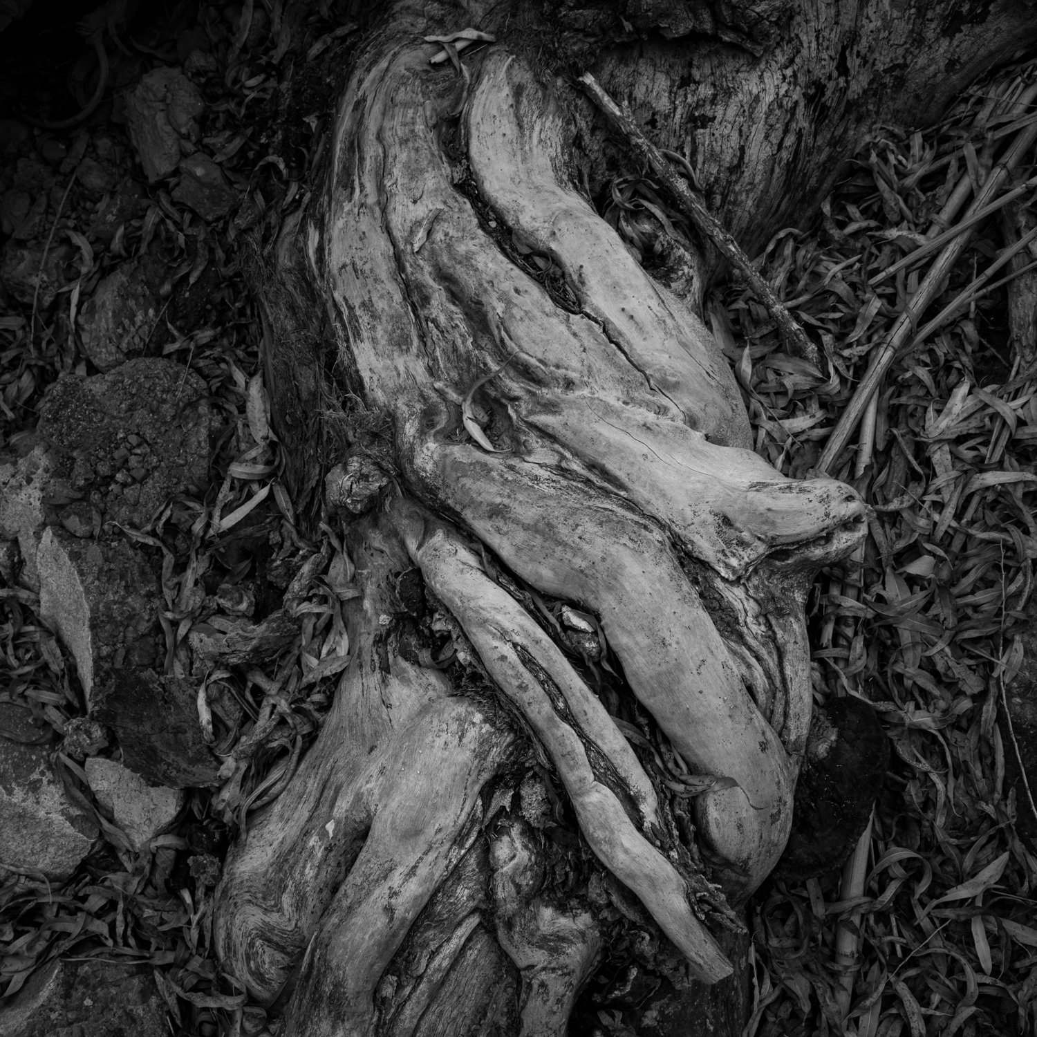 Very like a whale (v. 3) 