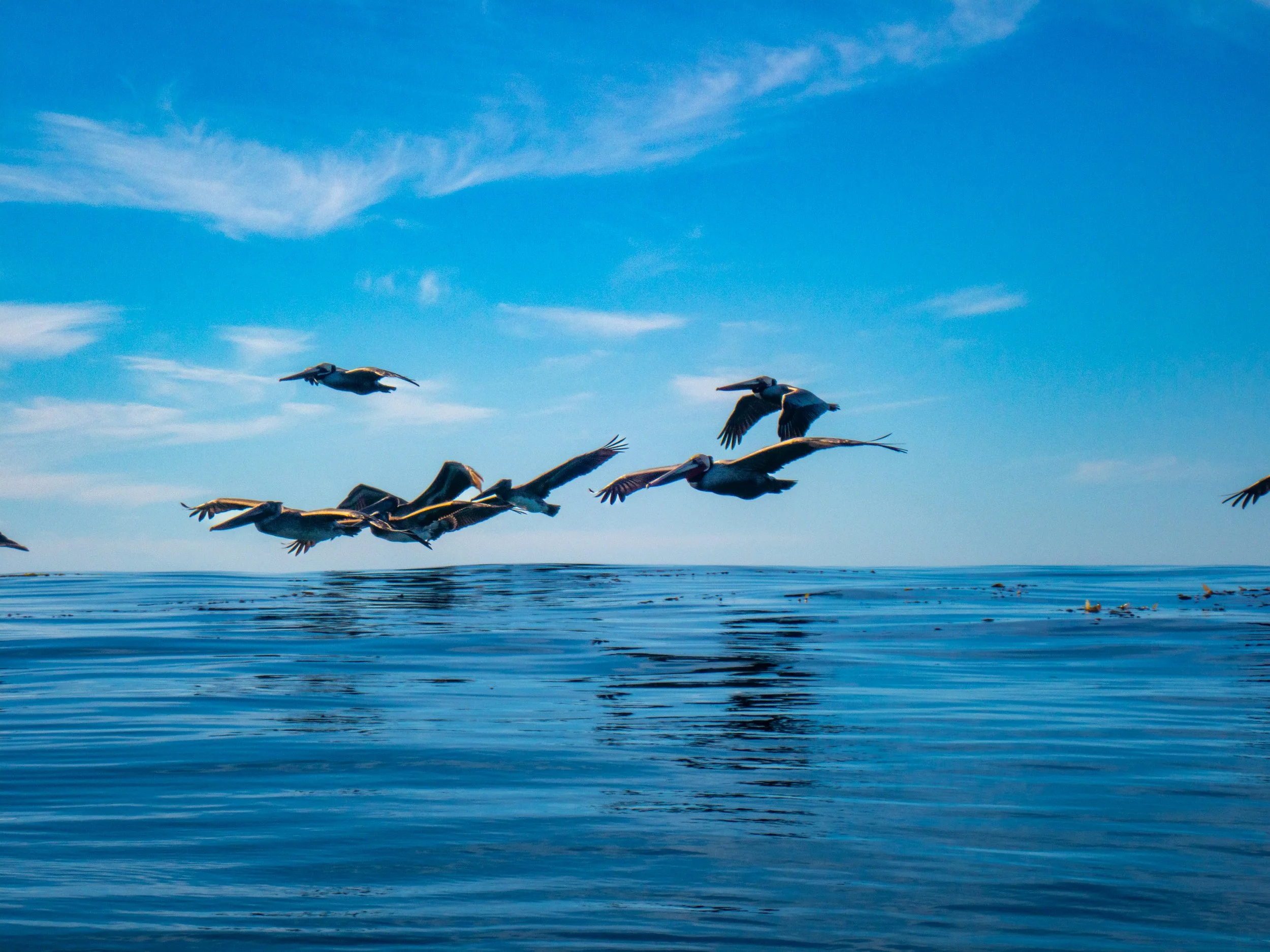 A group of pelicans flying over calm ocean water under a partly cloudy sky.