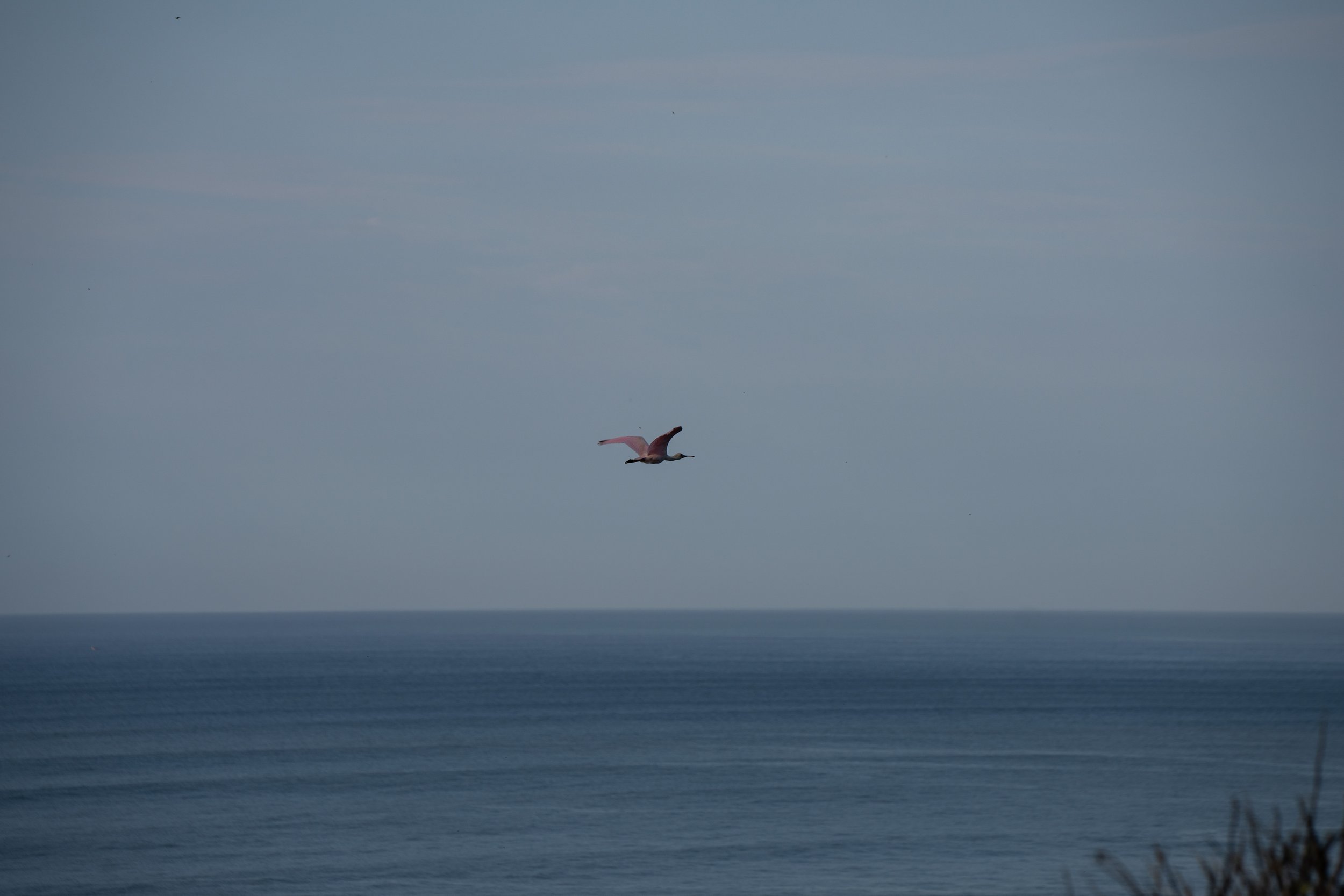 A seagull flying over the ocean with a cloudy sky in the background.