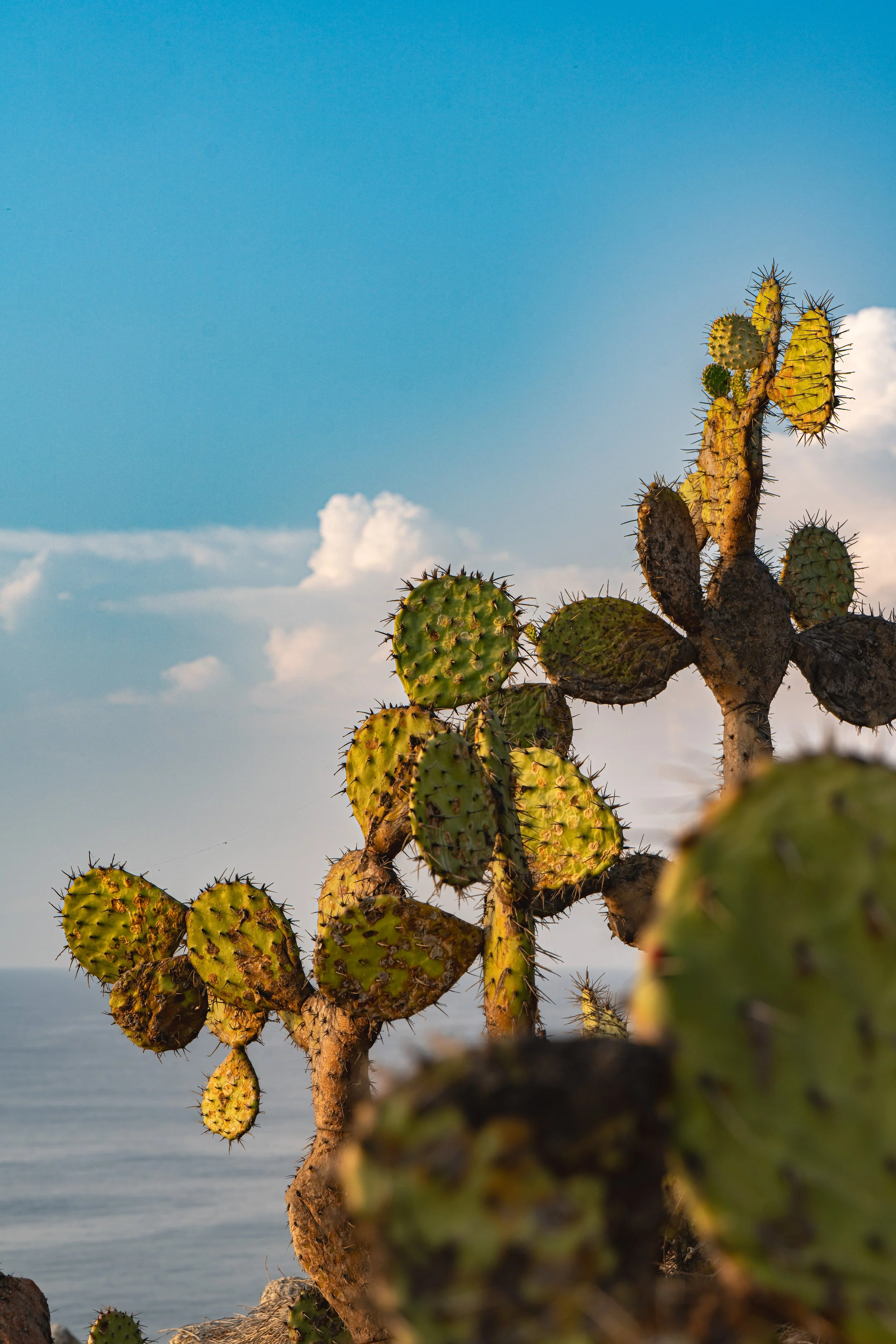 Close-up of prickly pear cactus with green, yellow, and brown pads against a blue sky with clouds and a lake in the background.