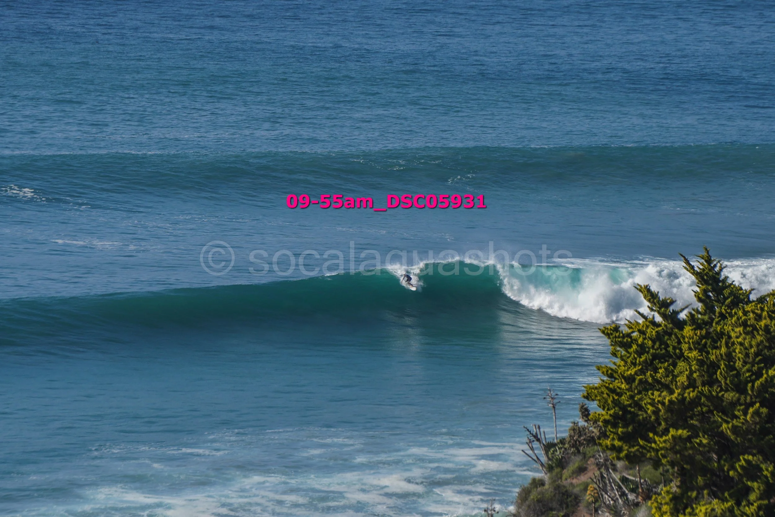 A surfer riding a wave near the coast with trees in the foreground.