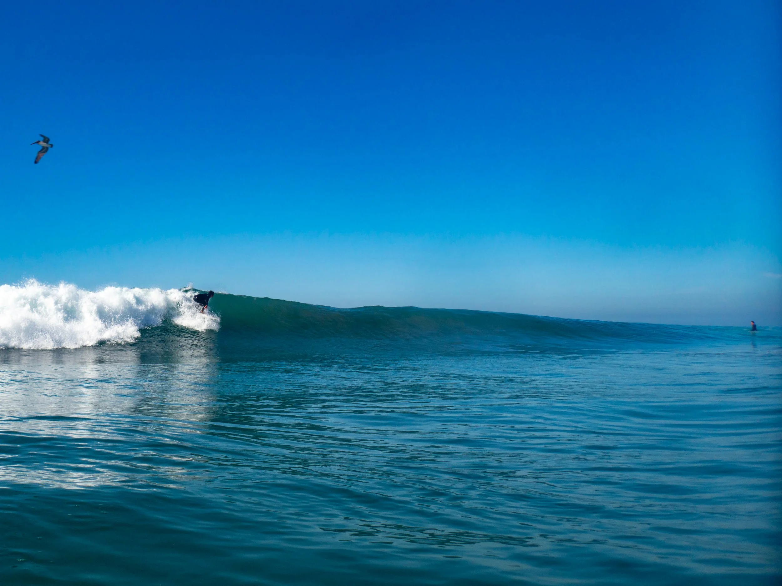 A person surfing on a wave in the ocean, with a seagull flying in the clear blue sky.