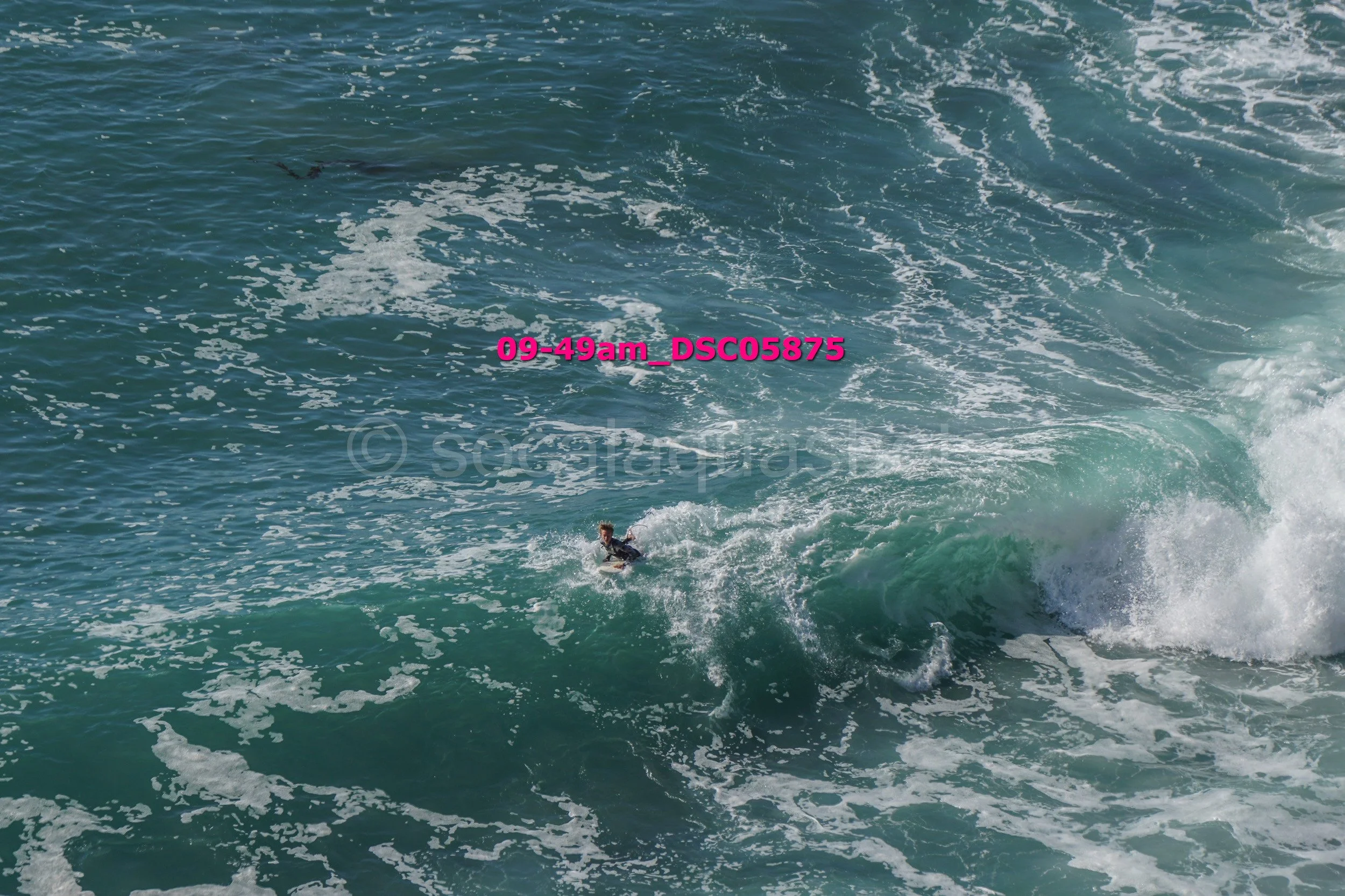 A person surfing on a large wave in the ocean, with a small dark object, possibly a bird, nearby.