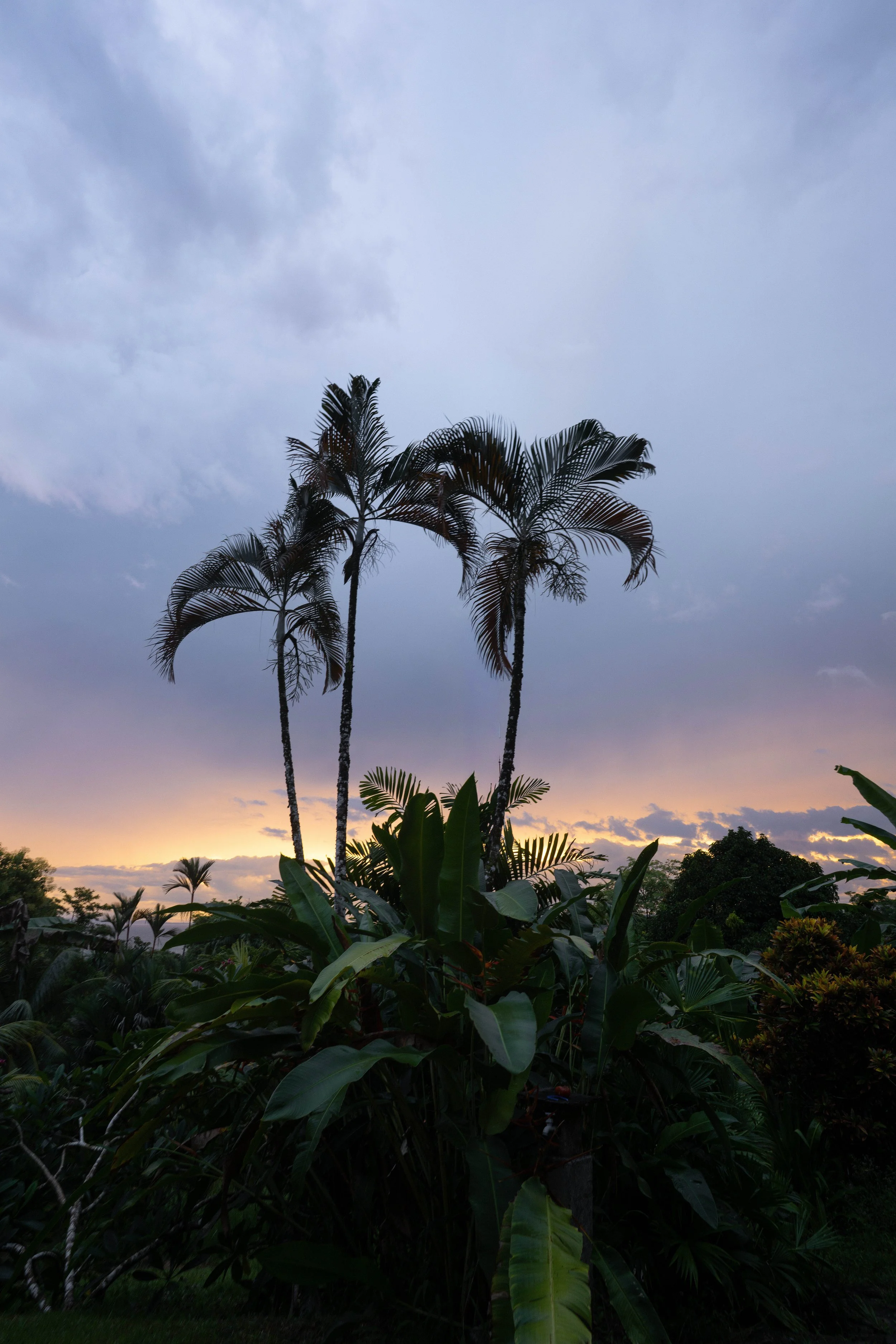 A group of tall palm trees against a cloudy sky during sunset, with dense green foliage at the bottom.