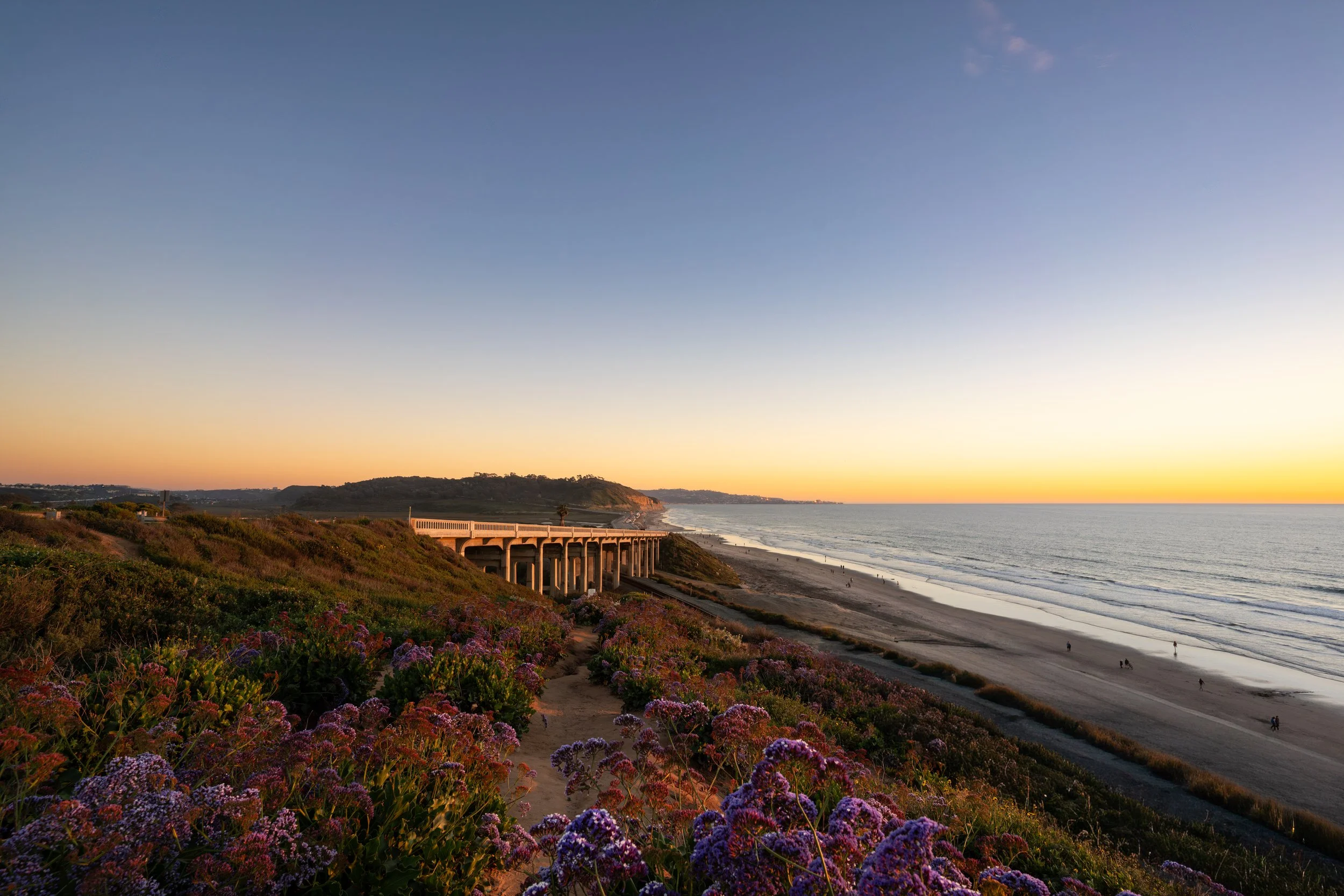 Sunset view of a beach with flowering bushes in the foreground, a bridge over a hillside, and the ocean extending to the horizon with  few people on the beach.