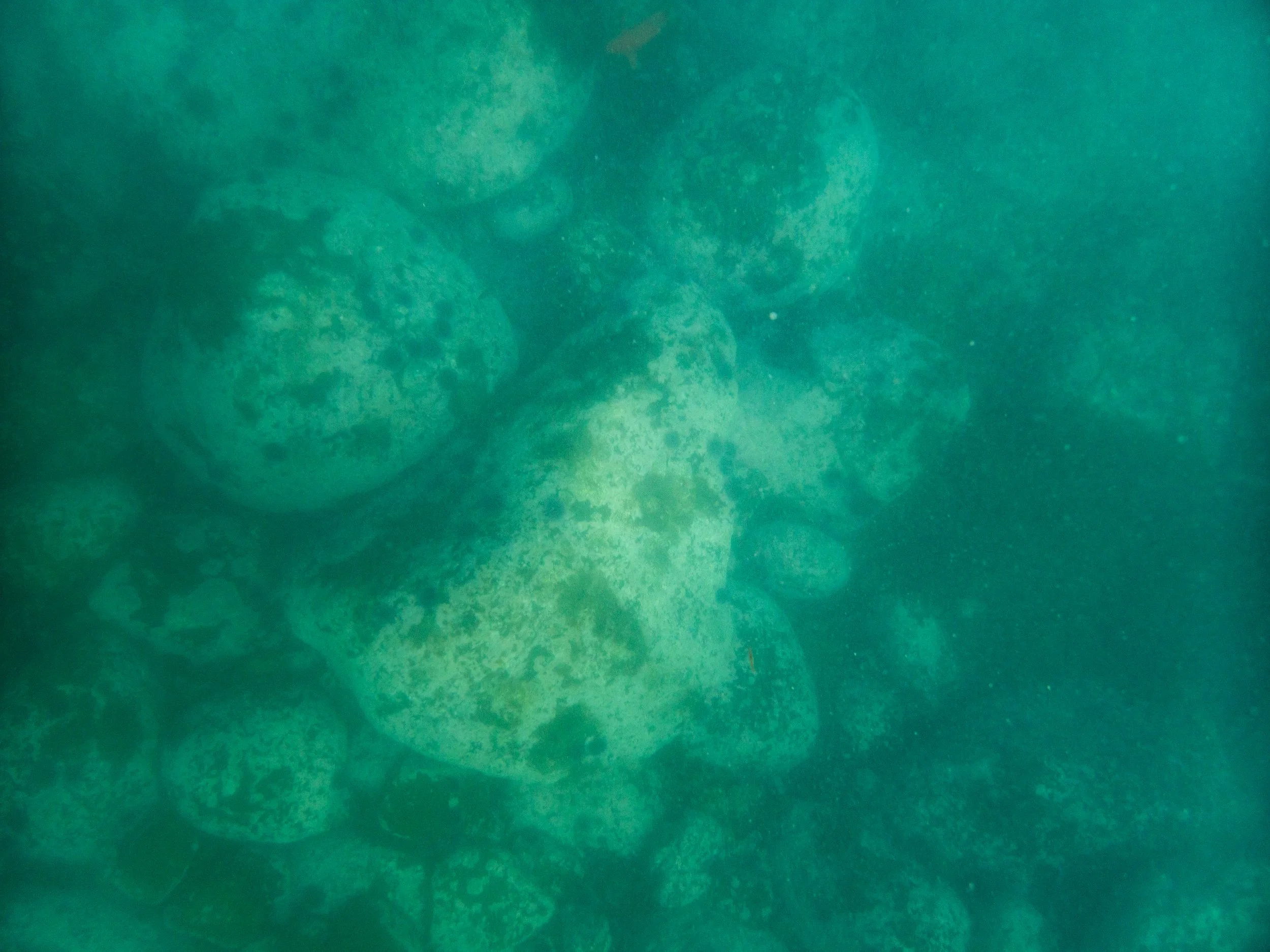 Underwater view of a cluster of greenish, speckled, rounded marine organisms, possibly sea sponges or coral.