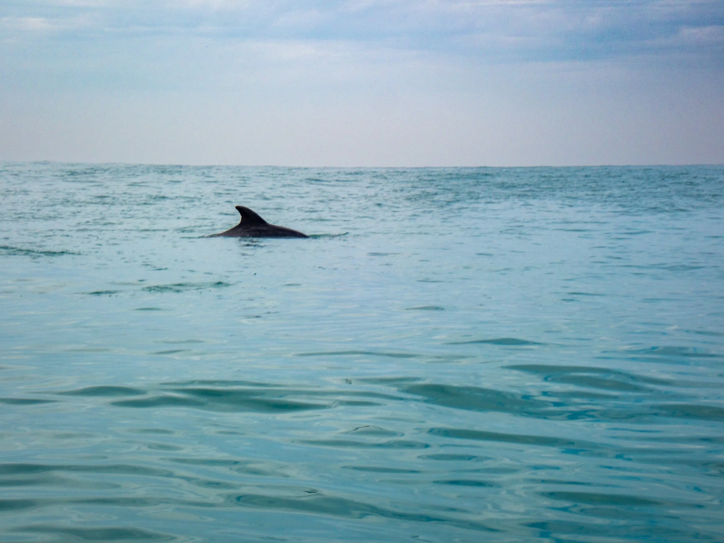 A whale's dorsal fin emerging from the ocean near the horizon on a cloudy day.
