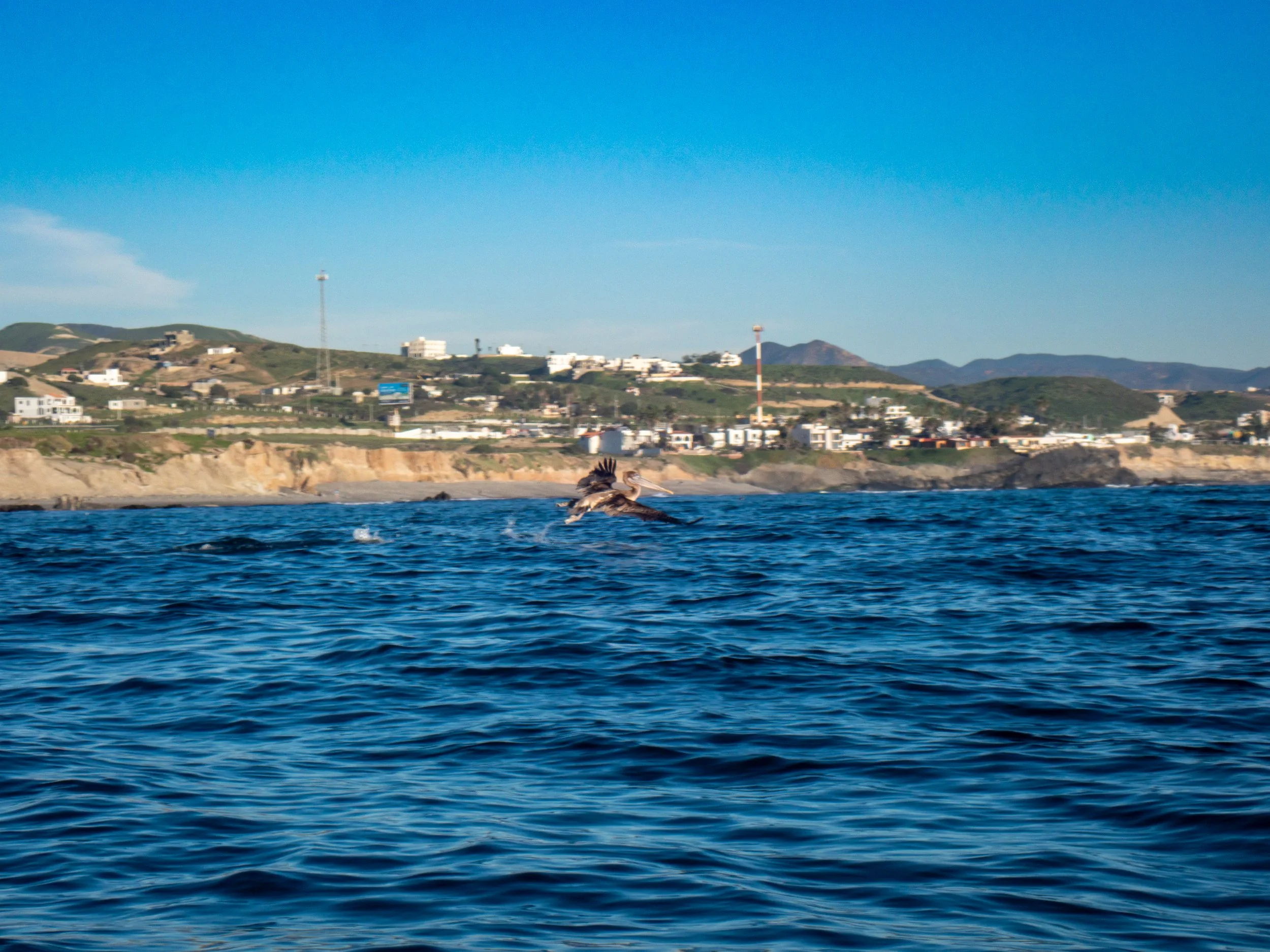A pelican flying over the ocean near the coastline with hills and buildings in the background.