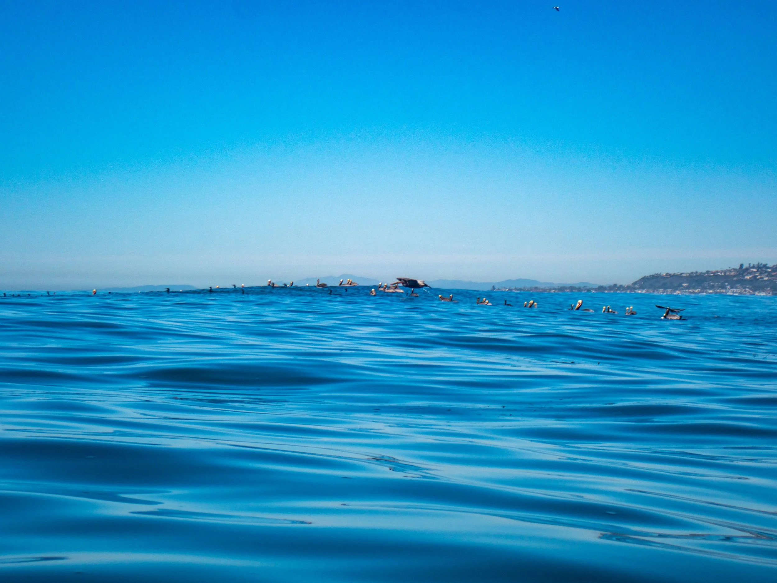 A calm ocean with a clear blue sky and numerous seabirds floating on the water, distant land and hills can be seen on the horizon.