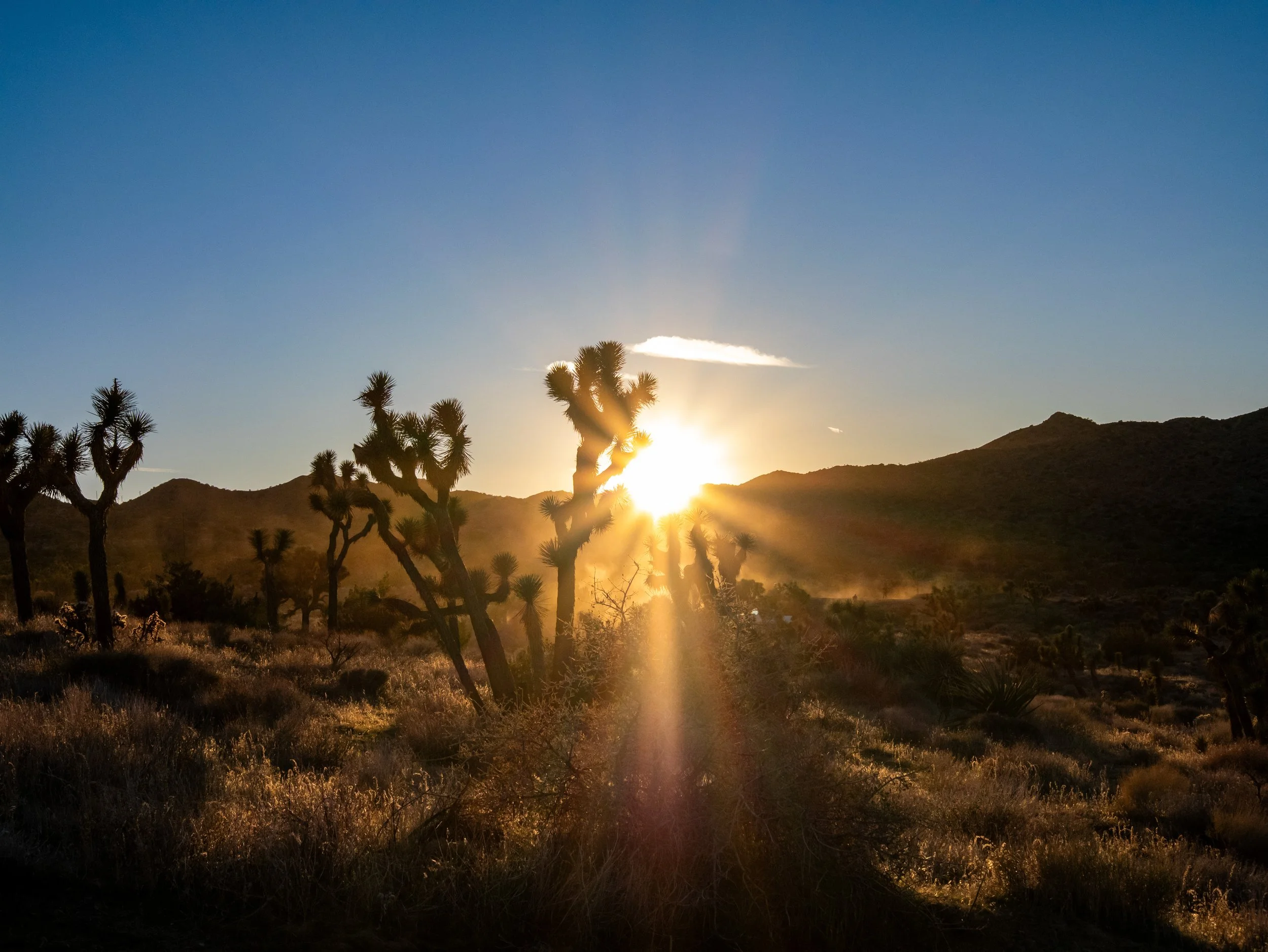 Sunset over a desert landscape with Joshua trees and mountains in the background.