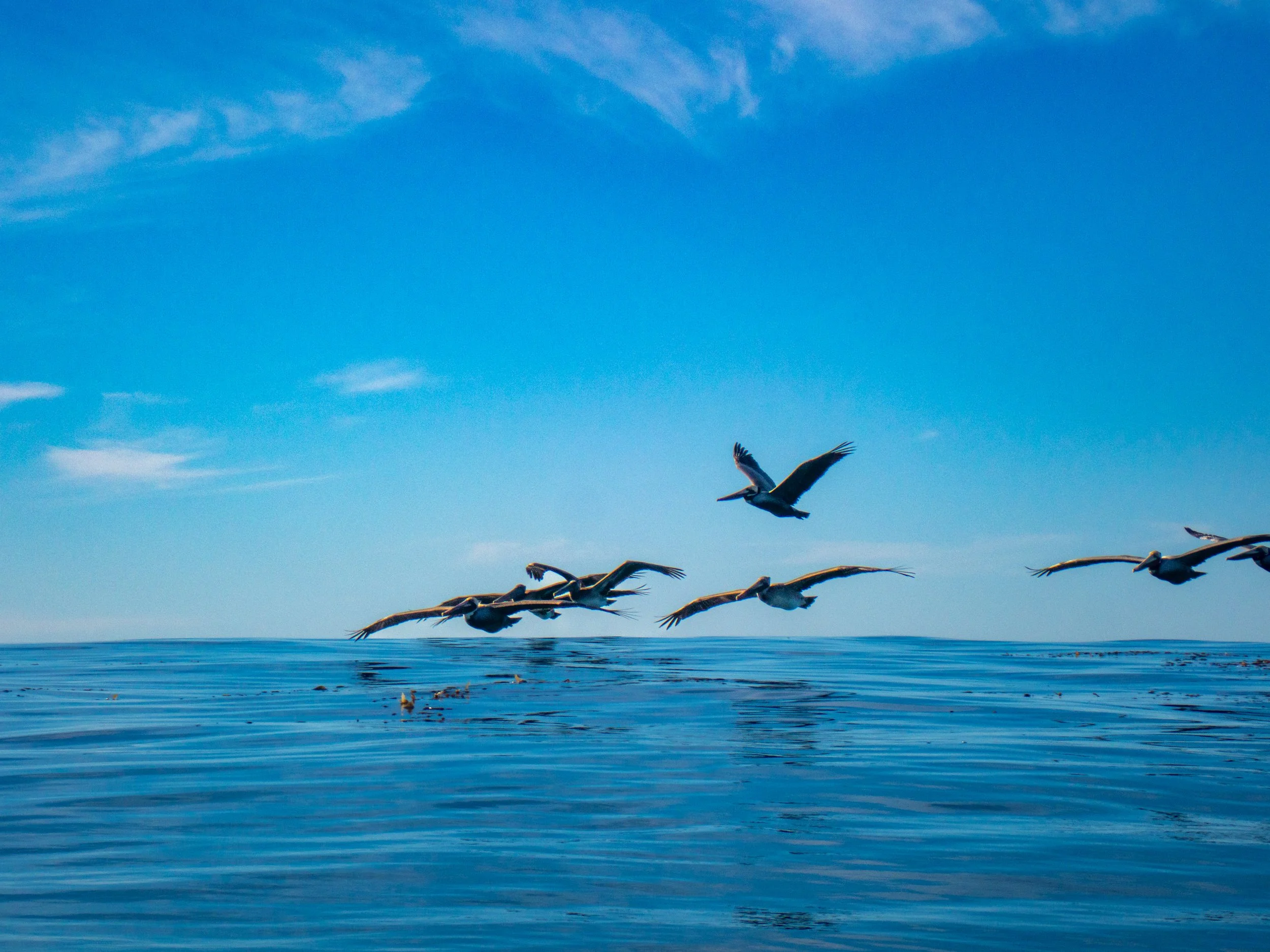 A group of pelicans flying low over the calm ocean with a clear blue sky and few clouds above.